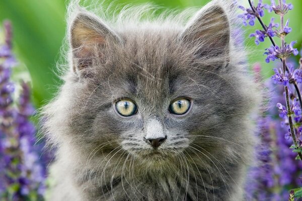 Hauskatze geht auf dem Feld spazieren