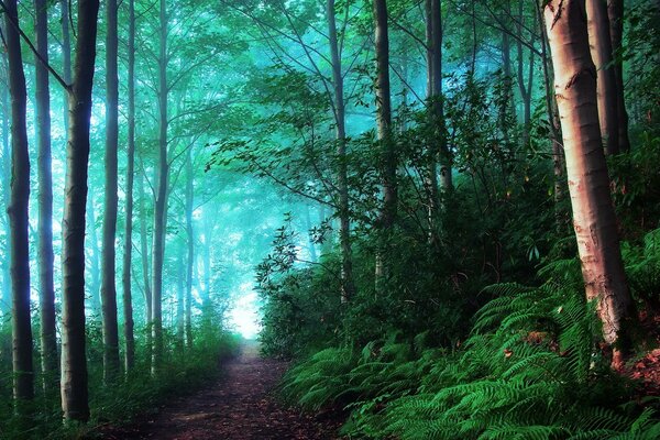 Sommerwald im Nebel