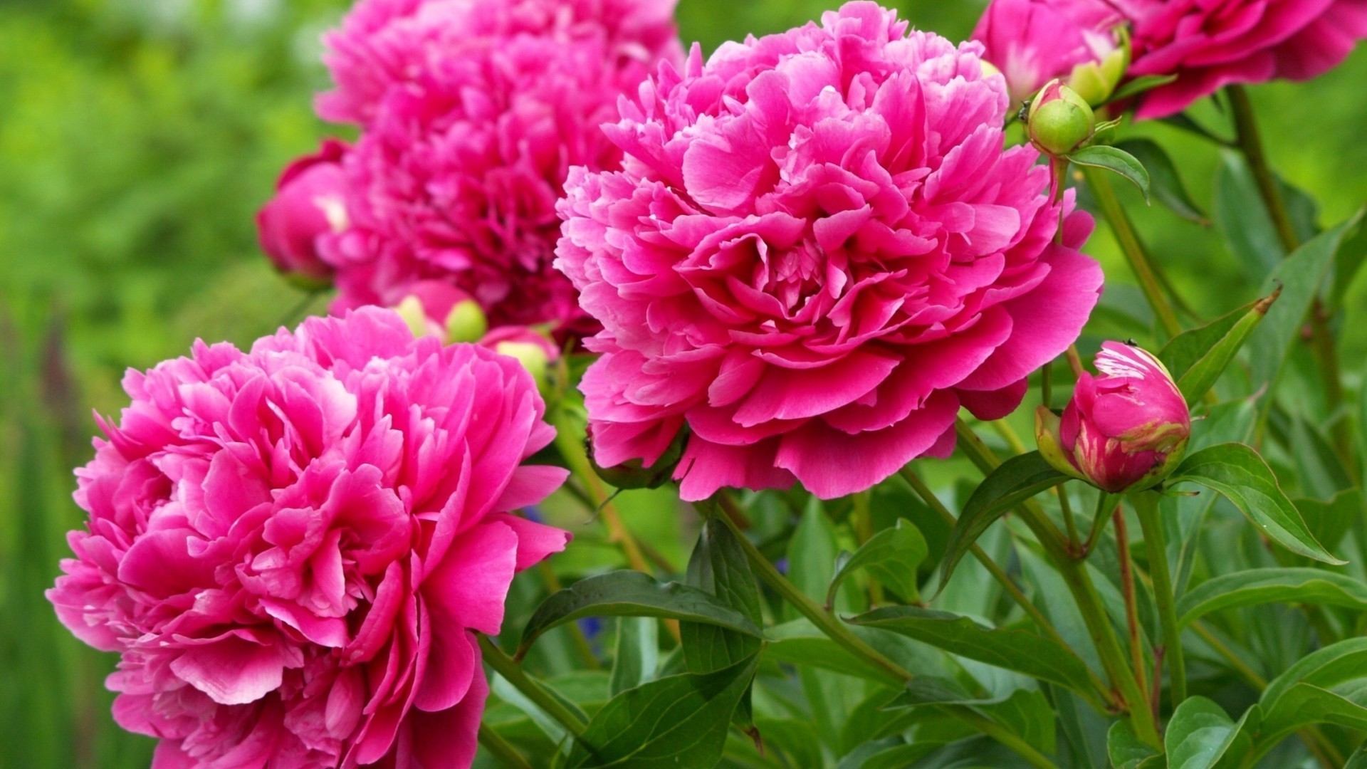 blumen blume natur flora garten blatt blühen sommer blumen blütenblatt farbe hell pfingstrose schön blumenstrauß rose dekoration liebe kopf