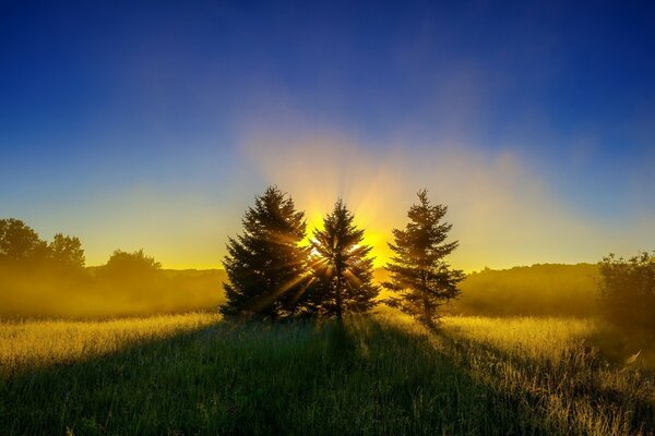 Goldene Morgenröte durch die Bäume