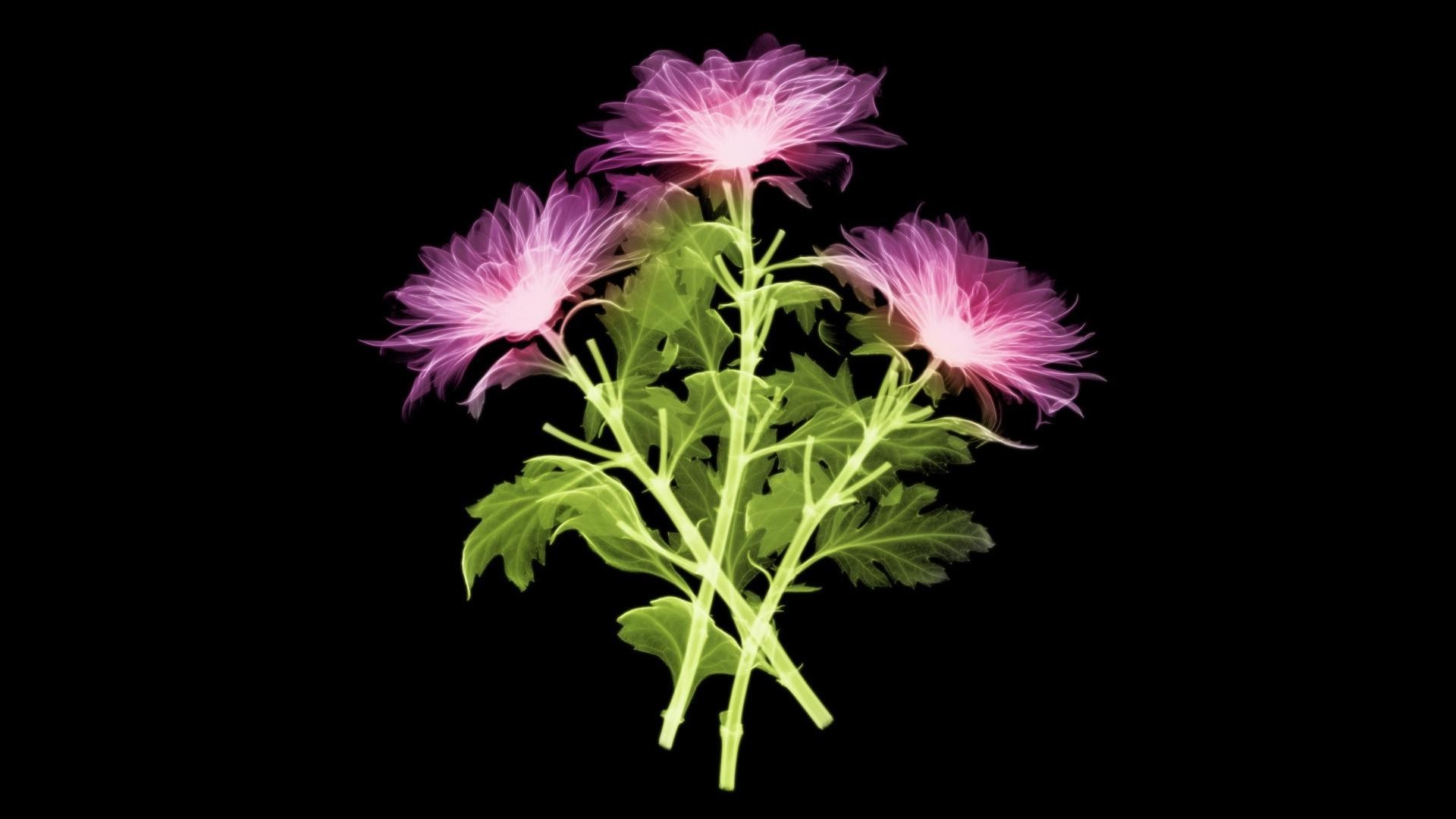 blumen natur flora blume hell farbe blühen desktop blatt blütenblatt floral sommer schön