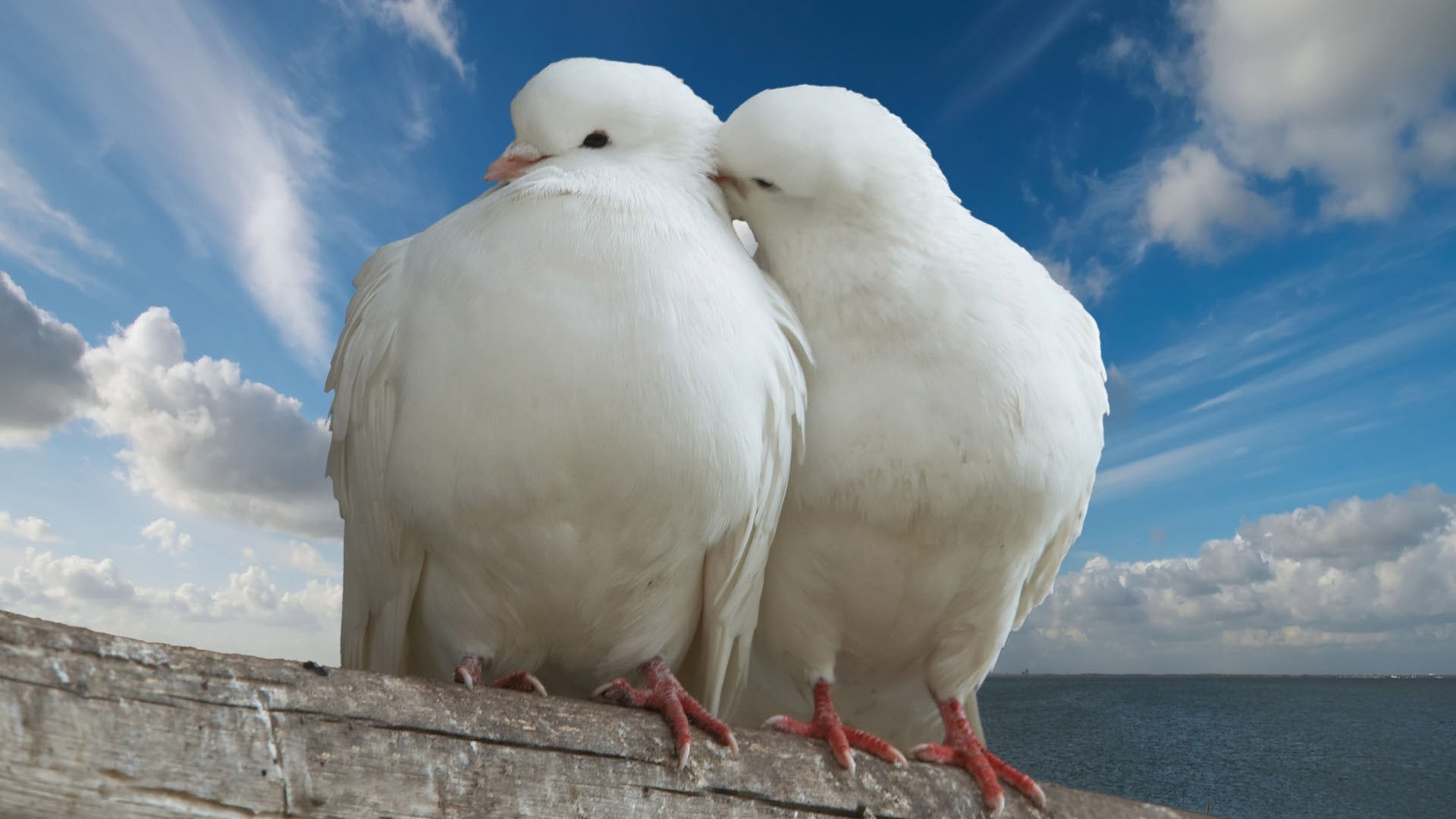 tiere vogel natur tier himmel taube im freien vögel