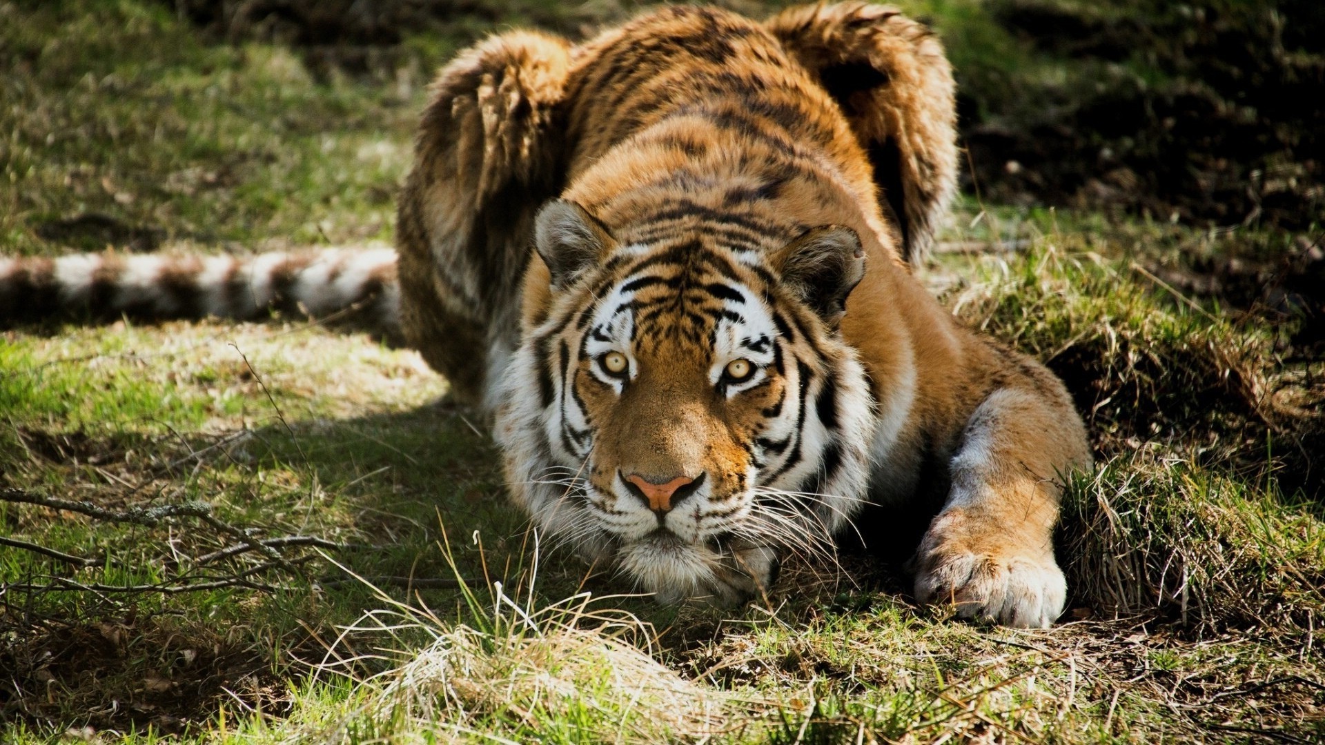 tiger tierwelt katze raubtier säugetier wild tier jäger fleischesser groß safari pelz natur tiger dschungel zoo gefahr jagd vom aussterben bedroht
