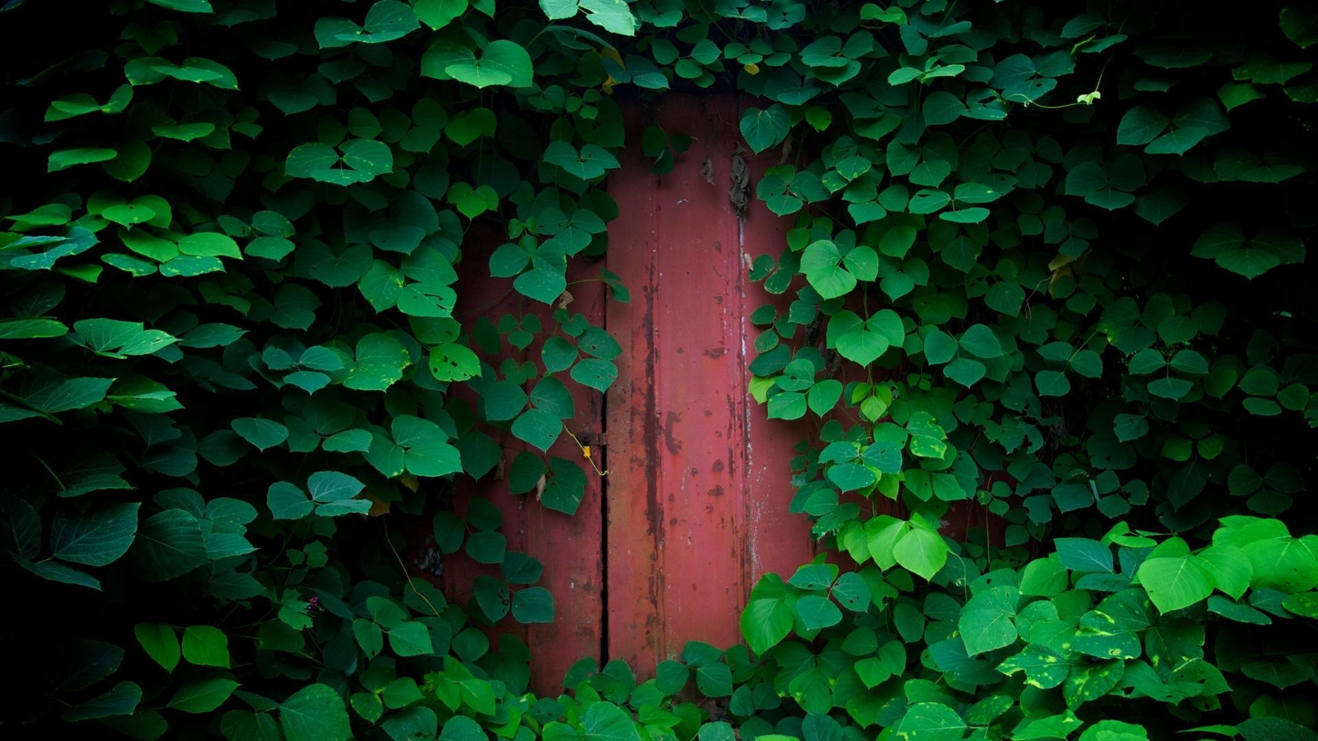 blatt ivy desktop abstrakt textur garten wand klee natur wachstum flora holz glück muster