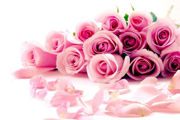 Rosa Rosen auf weißem Hintergrund