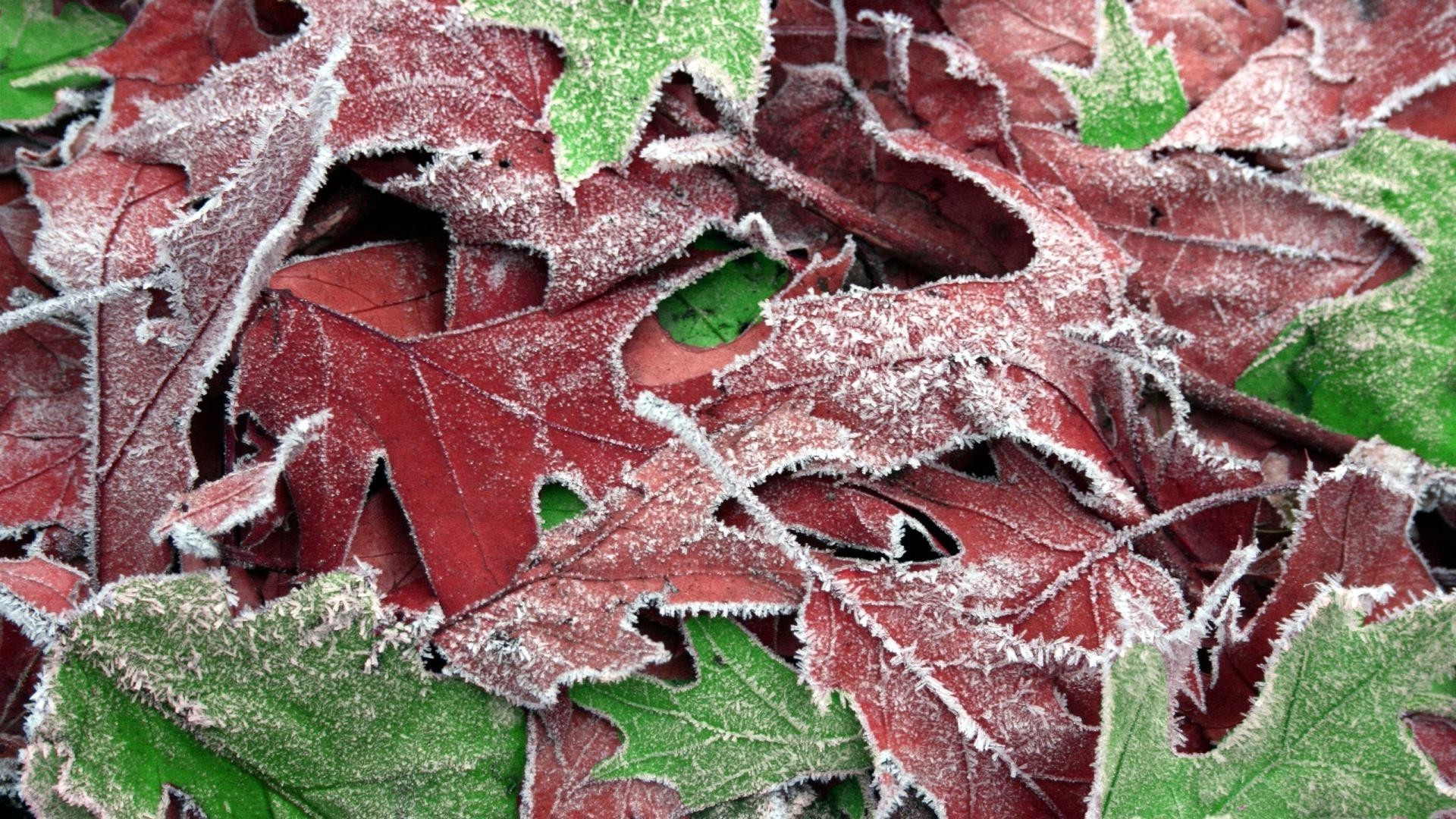 textur blatt natur muster desktop flora baum herbst schließen farbe frost saison horizontal abstrakt winter dekoration