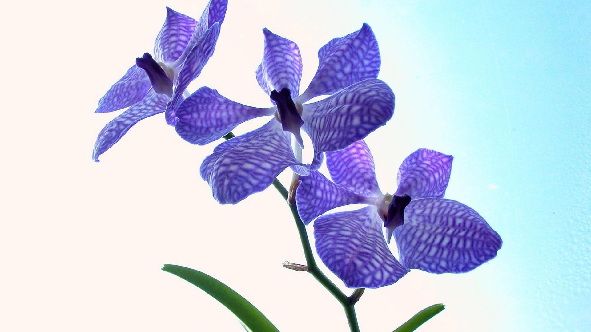 blumen natur blume flora floral blatt tropisch isoliert blütenblatt schön garten hell farbe zart sommer dekoration desktop nahaufnahme exotisch blühen