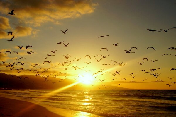 Vögel bei Sonnenuntergang am Abend. Die Natur