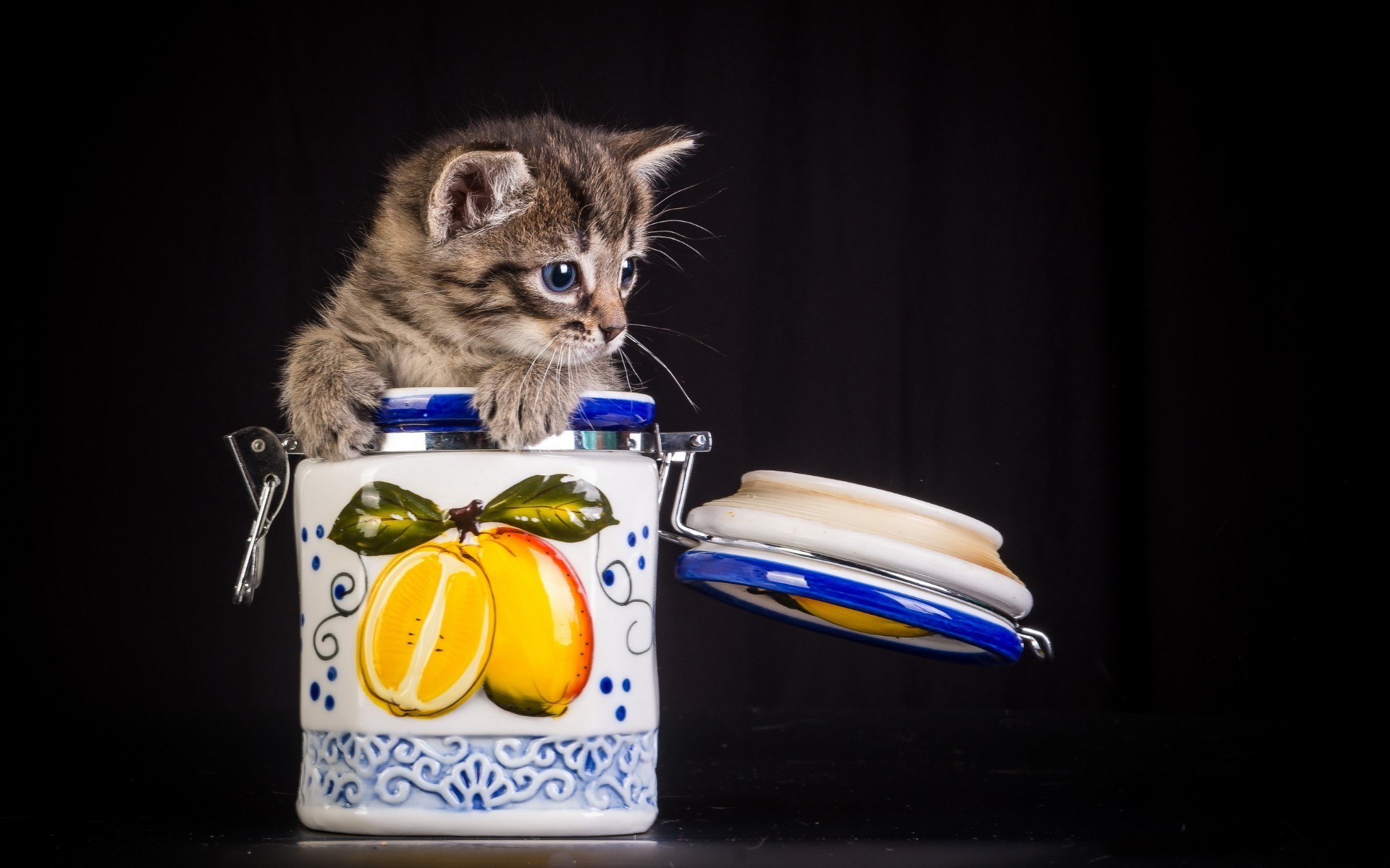 katzen essen katze eins desktop haustier niedlich