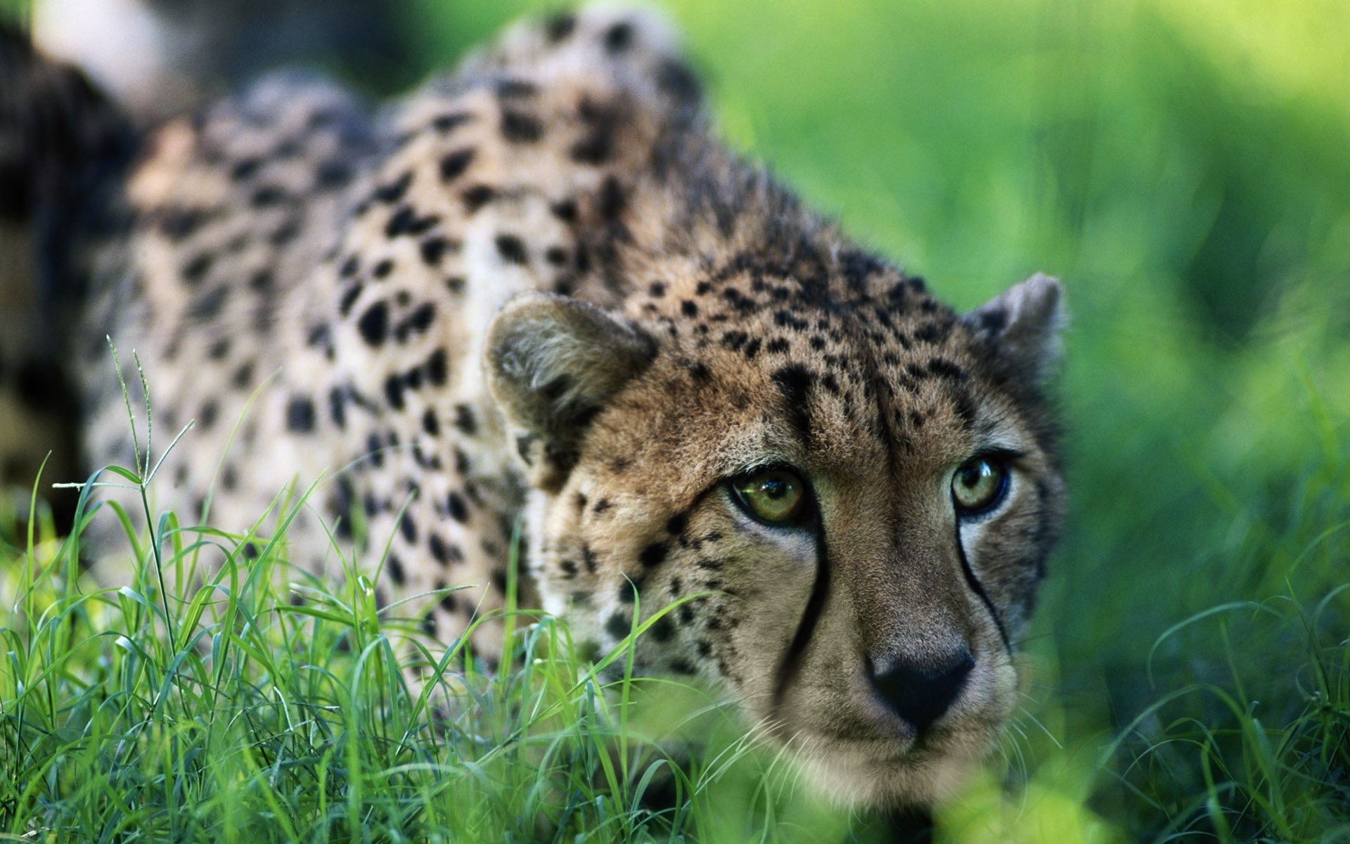 geparden tierwelt katze säugetier raubtier tier fleischesser wild jäger natur safari zoo gepard fell gras leopard jagd