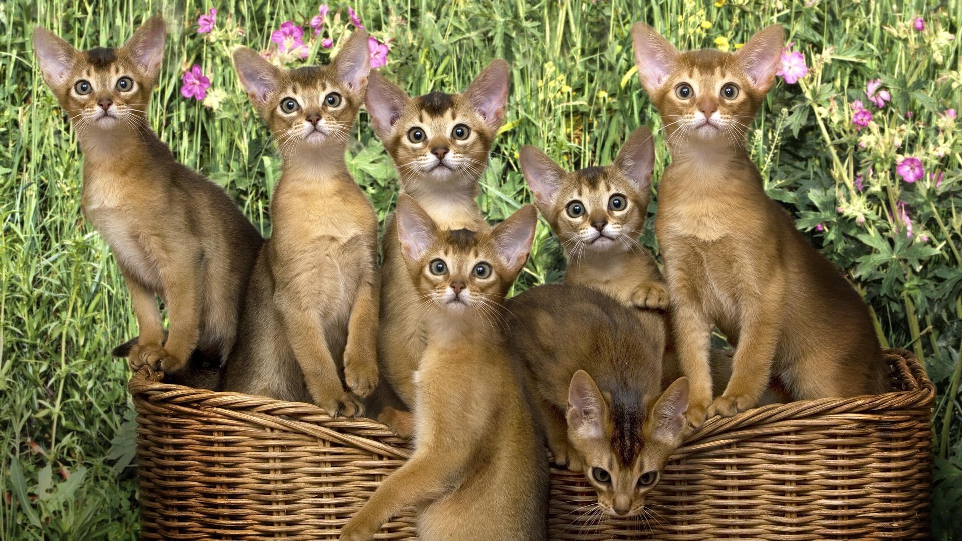 katzen niedlich säugetier tier natur katze haustier wenig junge pelz
