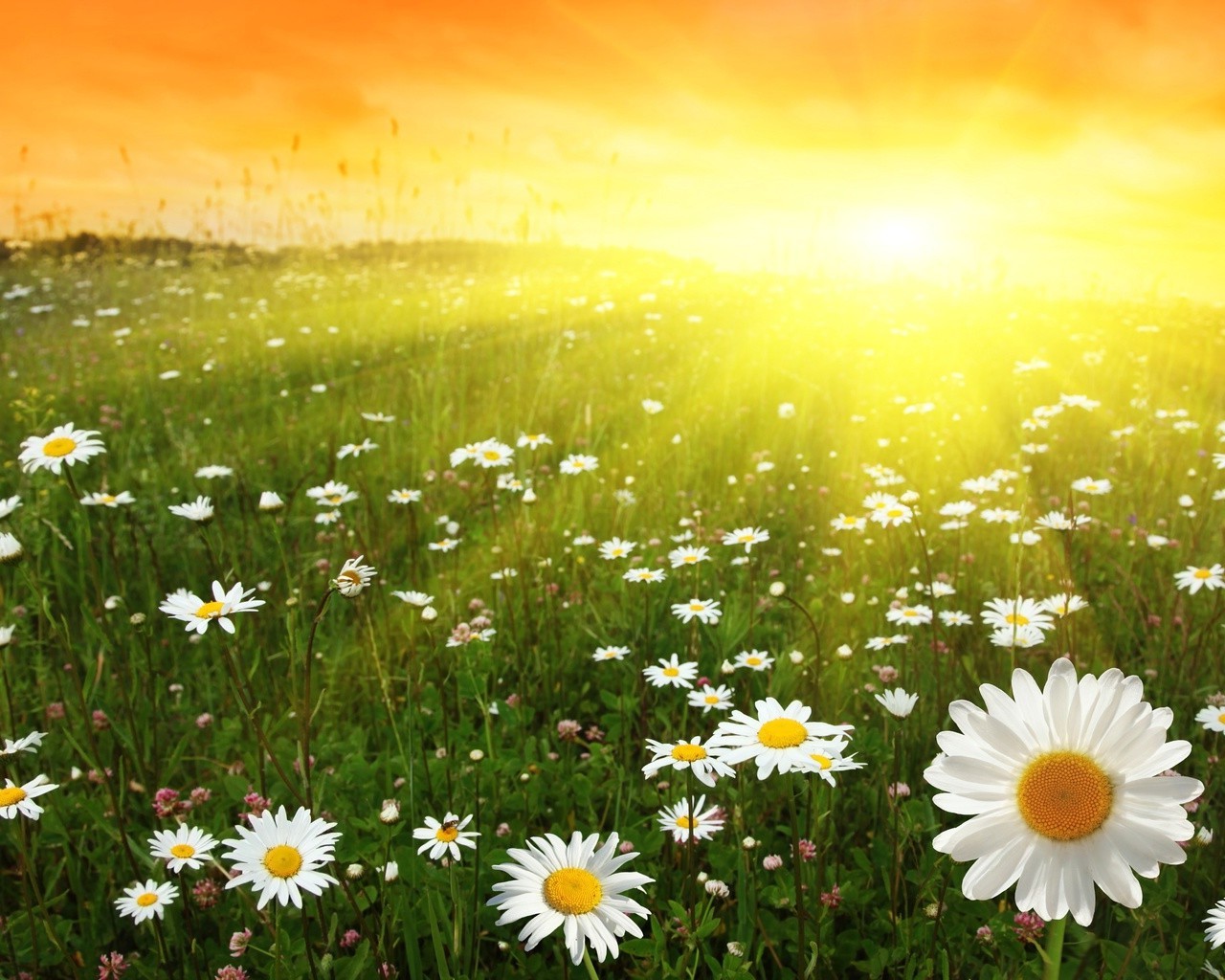 blumen natur sommer kamille blume hell gras des ländlichen heuhaufen sonne feld im freien flora gutes wetter wachstum blatt landschaft farbe wild