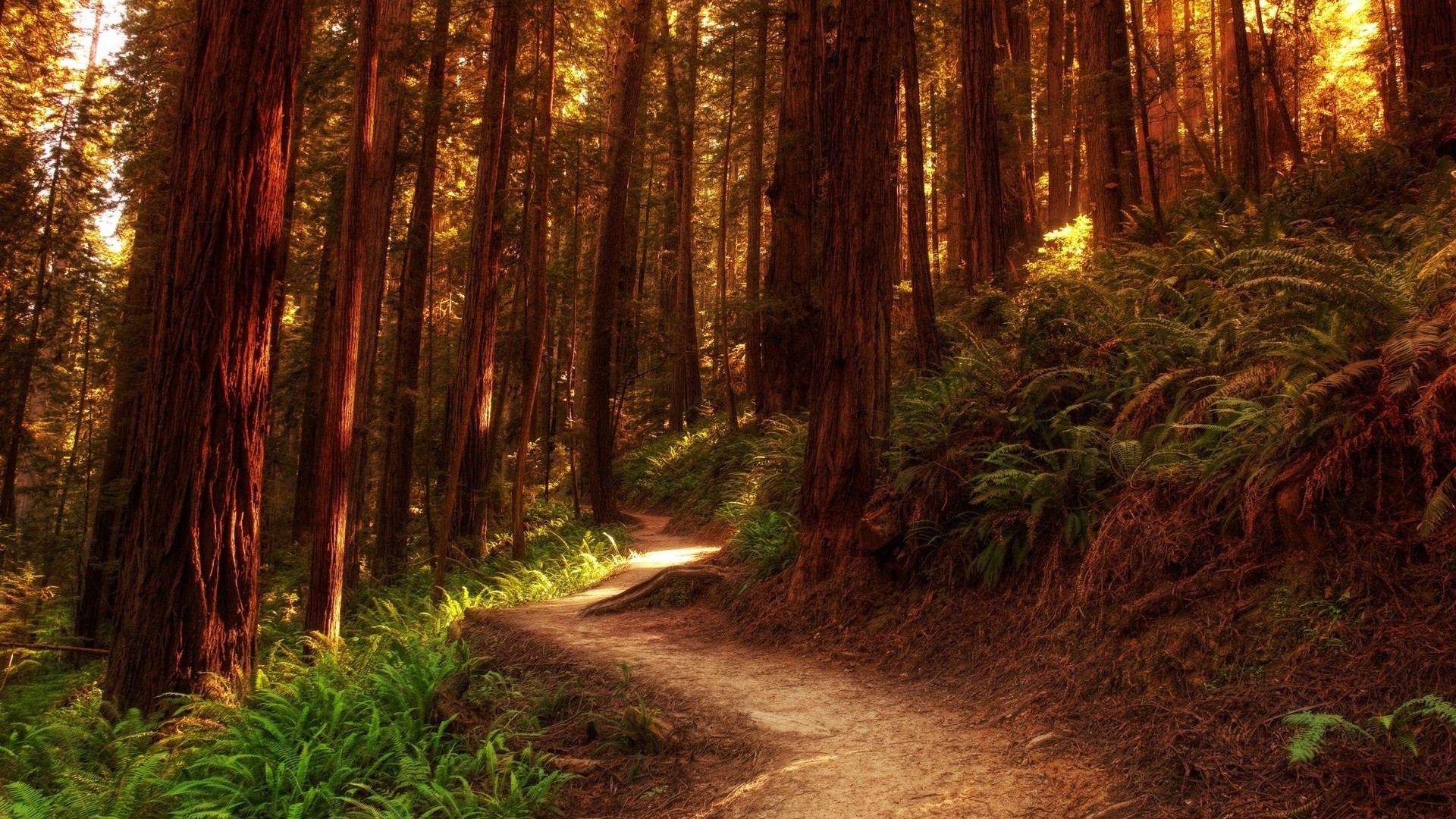 sommer holz natur landschaft baum führung straße park licht blatt im freien dämmerung fußabdruck herbst gutes wetter reisen wandern sequoia landschaftlich umwelt
