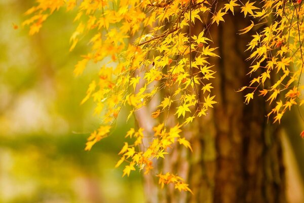 Die wundersame Geburt des goldenen Herbstes