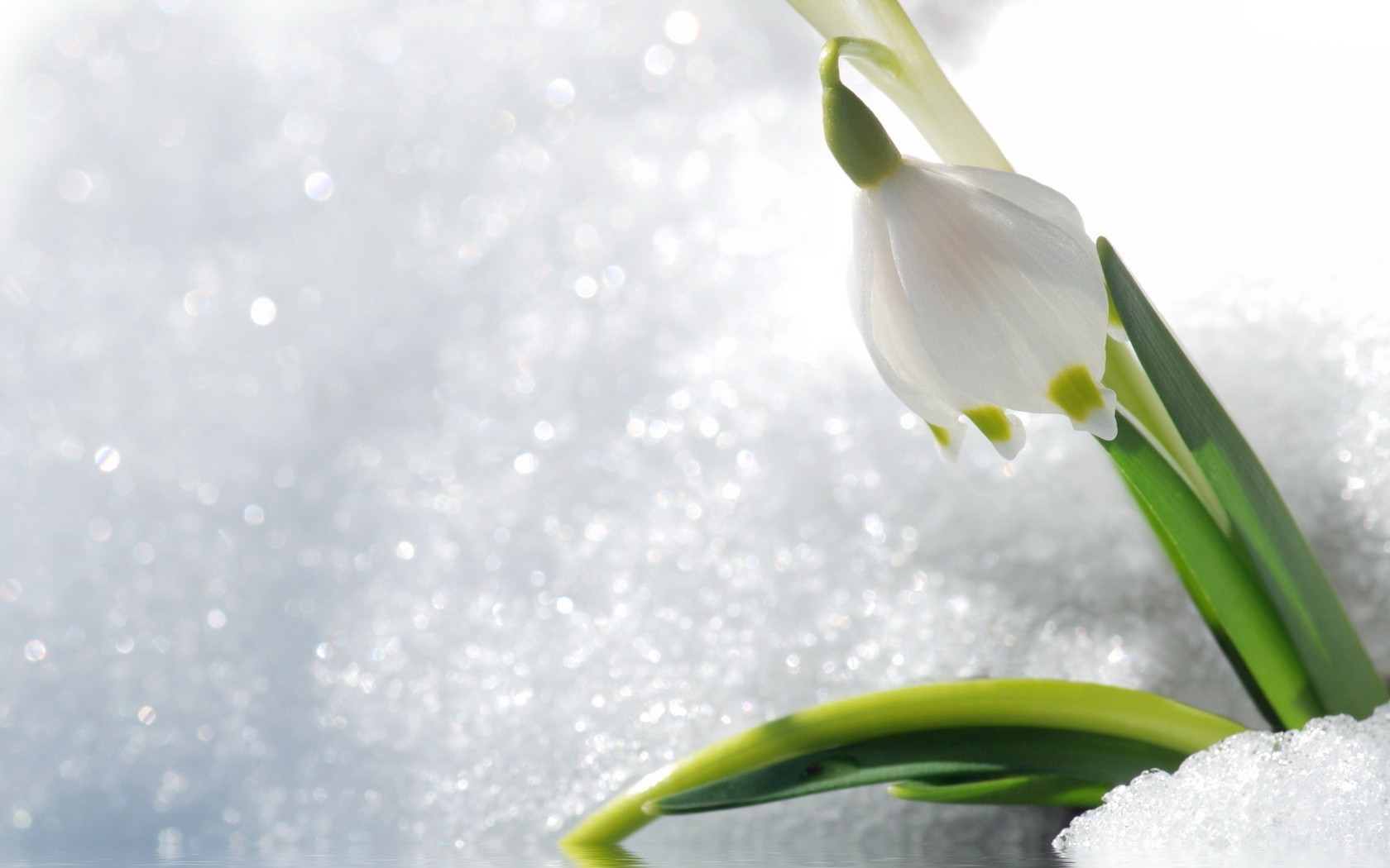 winter natur blume flora blatt schnee sauberkeit jahreszeit herbst hell ostern wachstum