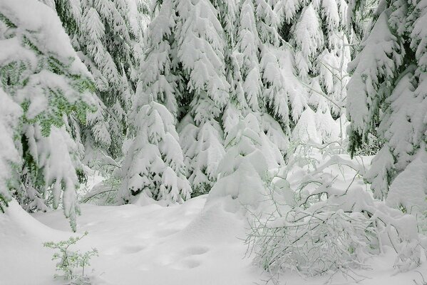 Es ist ein kalter Winter, aber was für ein schöner frostiger Wald!