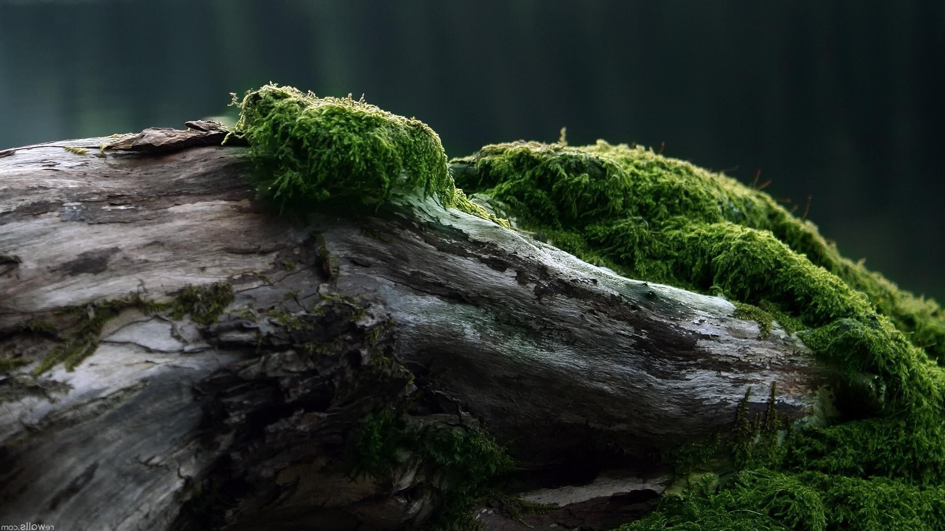 textur moos wasser natur im freien holz landschaft rock park blatt holz umwelt wasserfall moos reisen fluss flora tageslicht sommer
