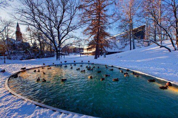 Enten schwimmen im Winterteich des Stadtparks