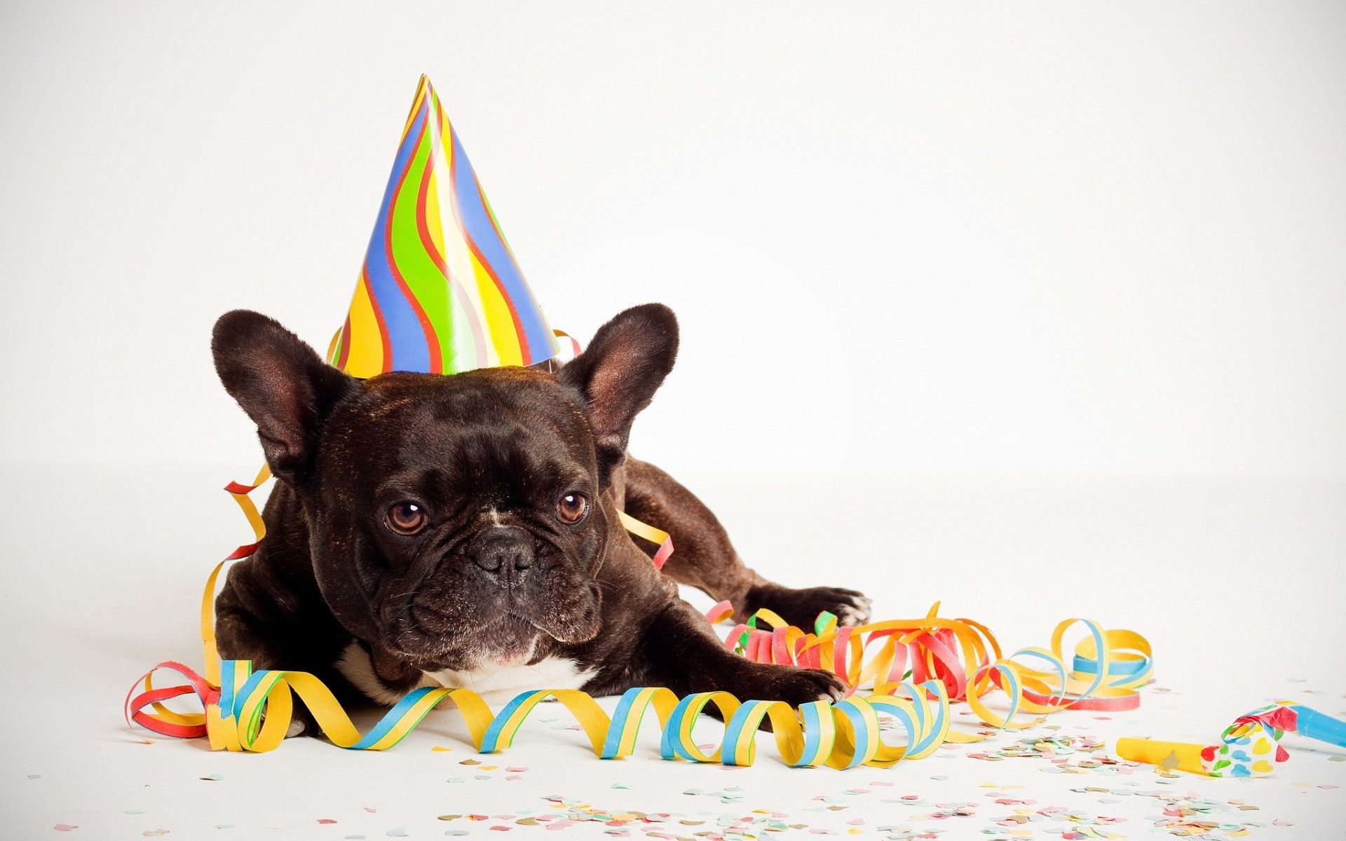 geburtstag lustig niedlich hund wenig haustier spaß spielzeug hundespezialist tier desktop