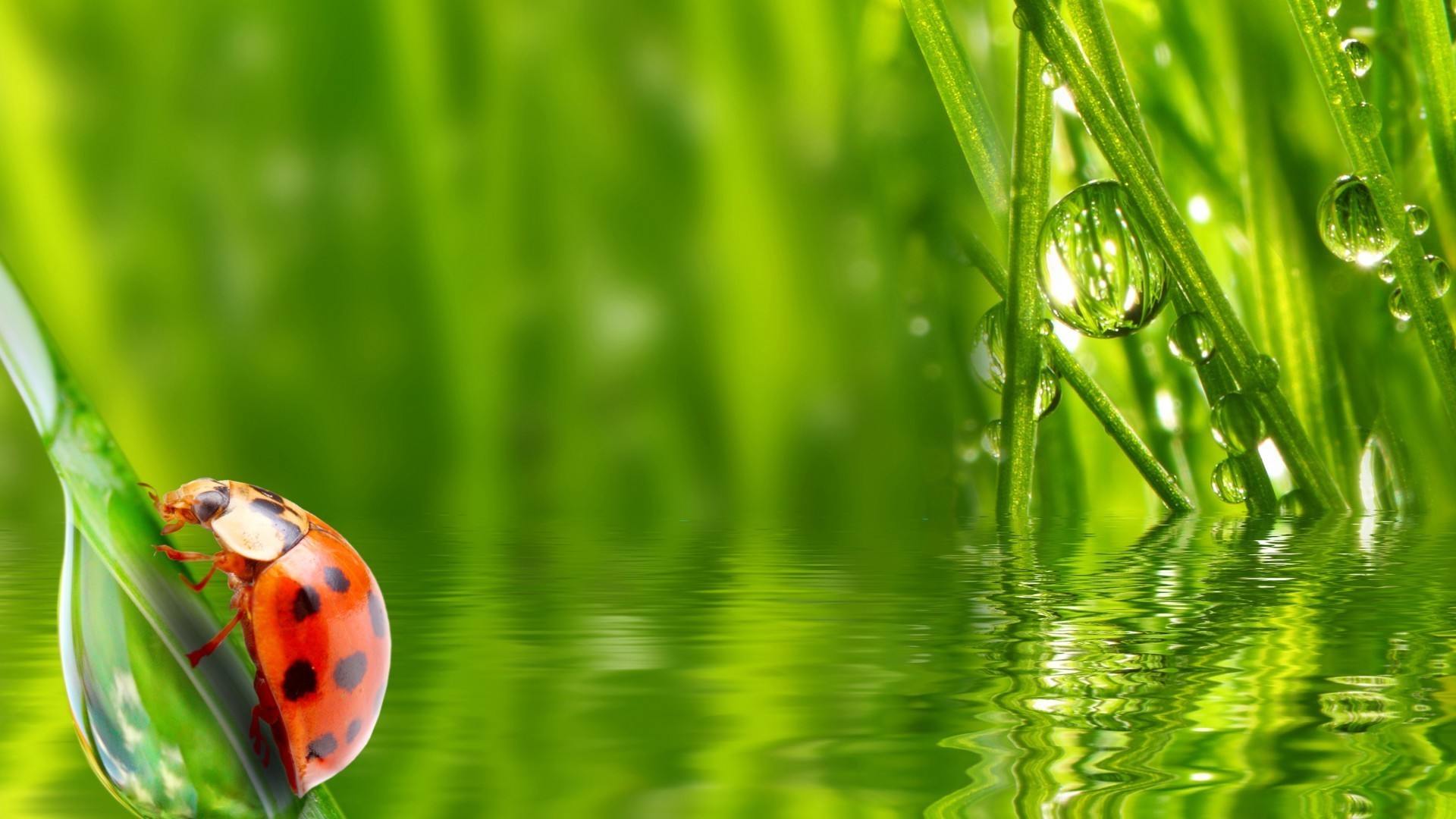 tiere gras wachstum flora umwelt blatt tau klinge sommer natur garten regen fallen rasen umwelt harmonie ökologie frische üppig heuhaufen nass