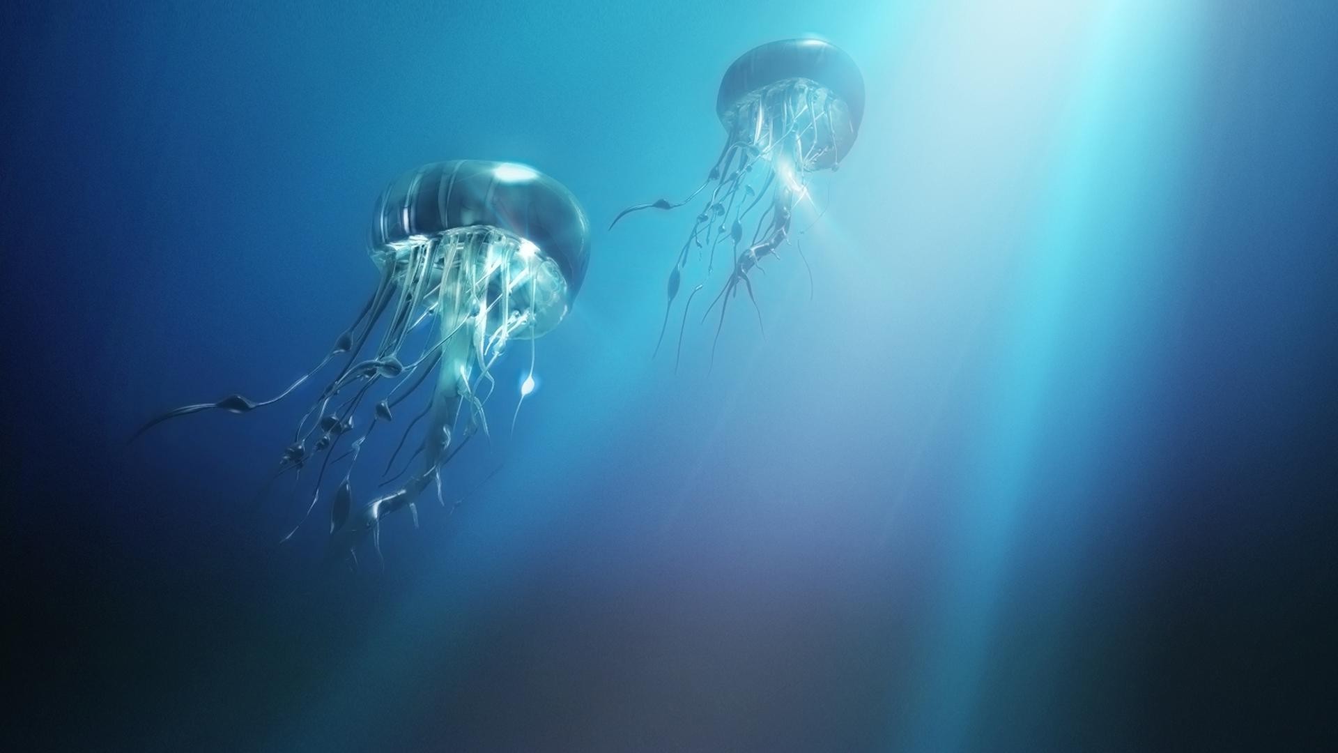 tiere unterwasser schwimmen ozean