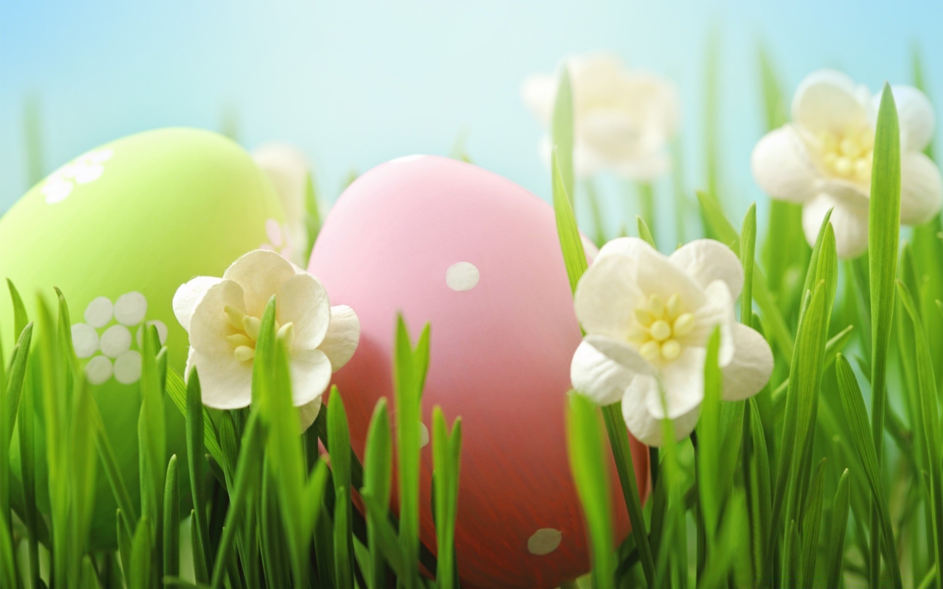ostern natur gras flora blume wachstum blatt garten hell sommer heuhaufen frühling narzisse narzisse gutes wetter jahreszeit farbe schale blumen
