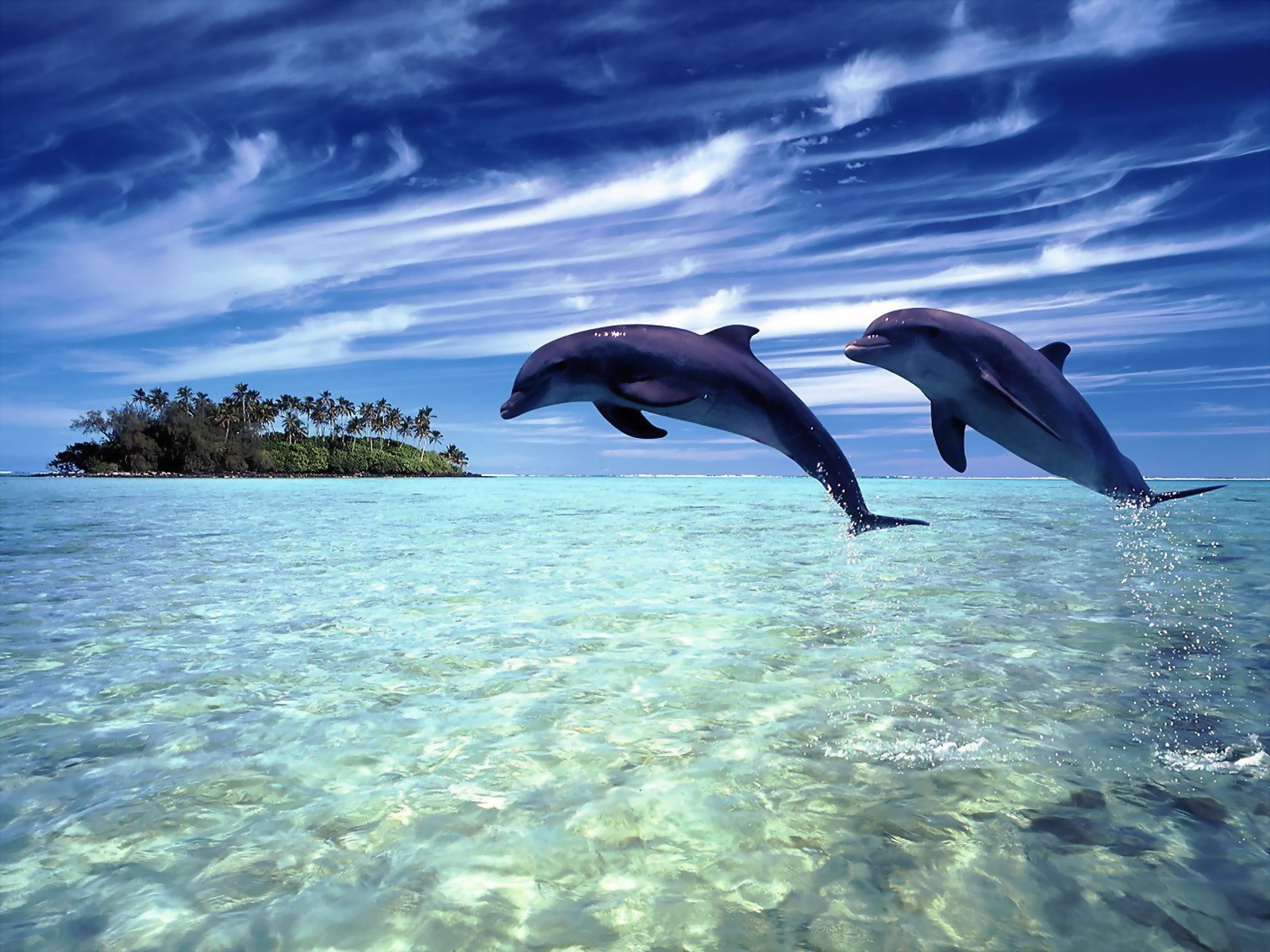 verliebte tiere wasser unterwasser ozean meer fische natur schwimmen tauchen delphin tierwelt tropisch im freien reisen türkis gebläse