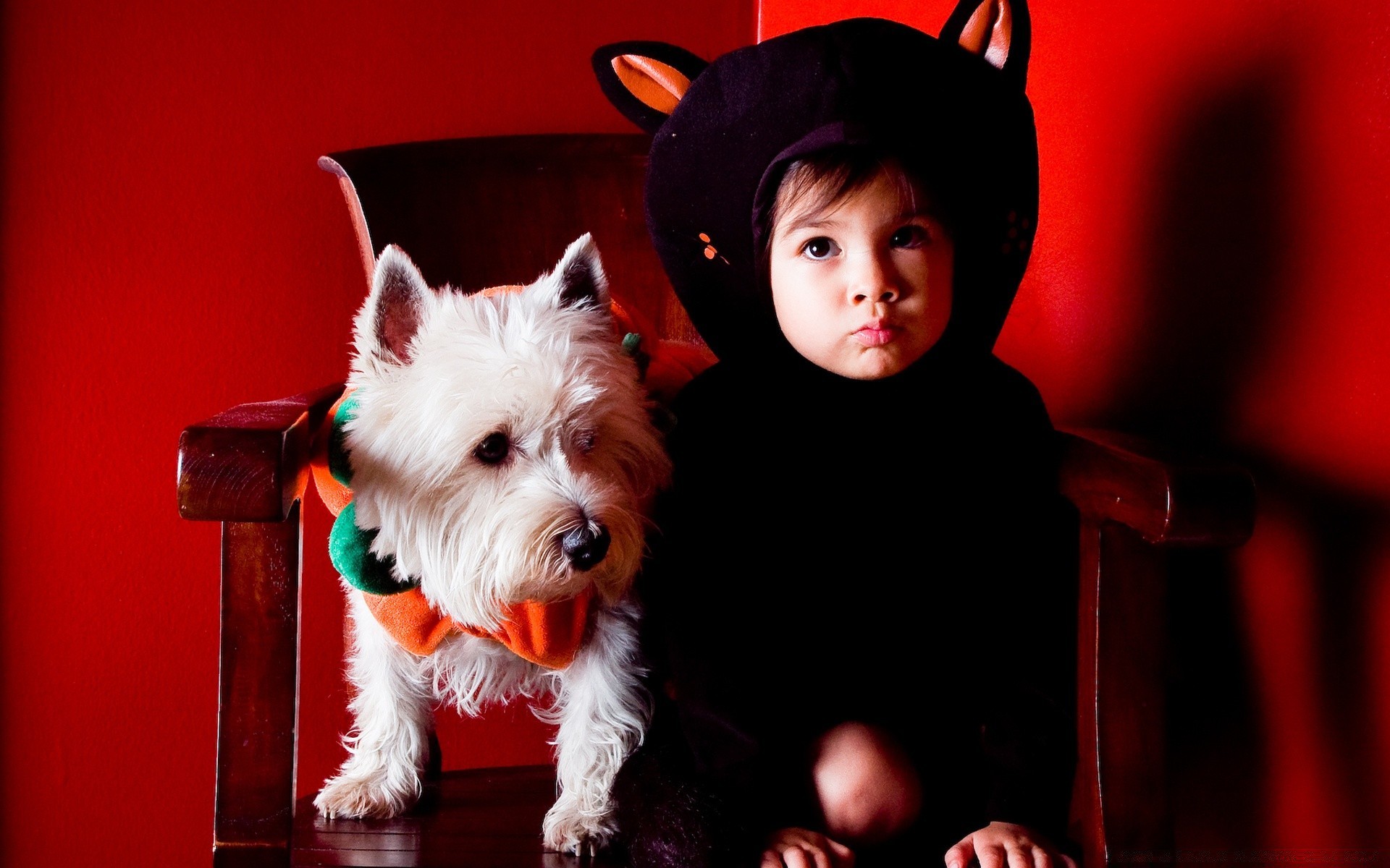 halloween porträt ein hund tragen säugetier gesichtsausdruck abdeckung
