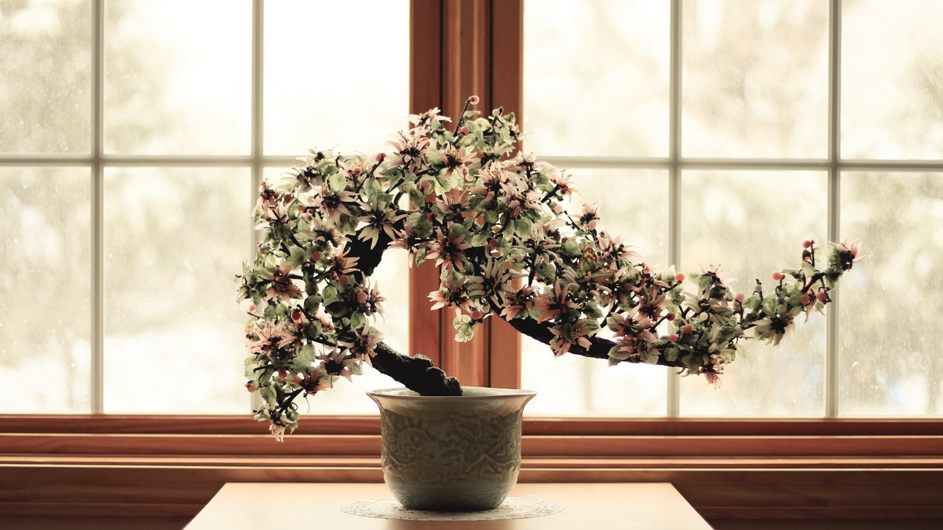 blumen auf bäumen fenster topf blume drinnen haus zimmerpflanze vase flora topf möbel garten dekoration terrasse innenarchitektur zimmer familie blatt glas pflanzer