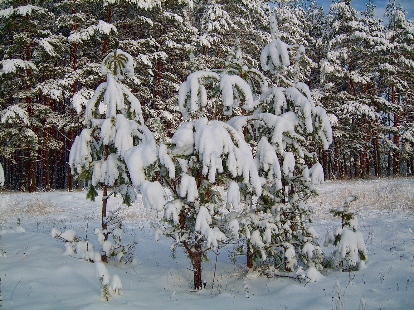 winter schnee wetter kalt frost saison holz holz landschaft natur gefroren im freien eis schnee-weiß filiale szene frostig schneesturm landschaftlich