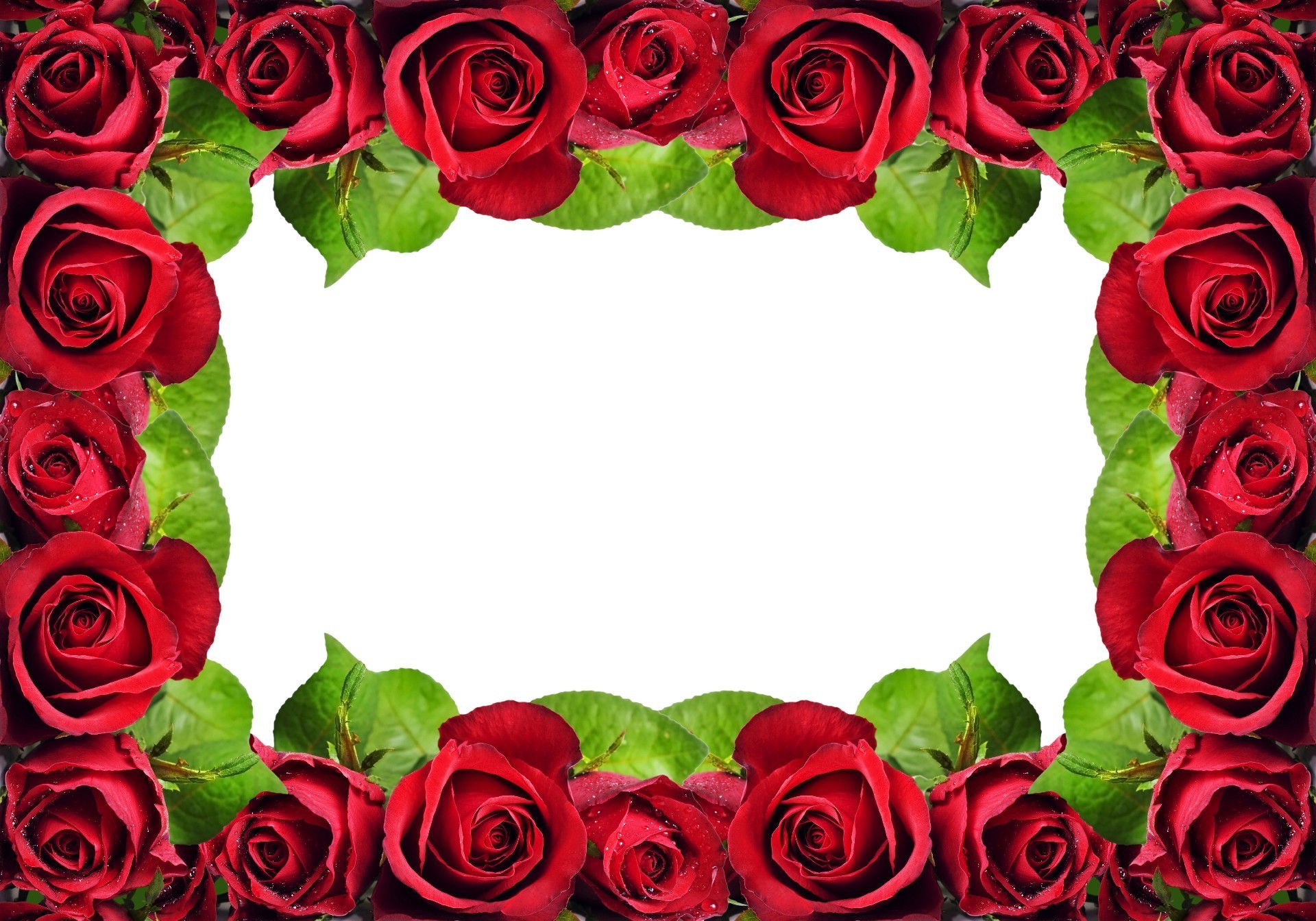 urlaub rose romantik liebe blumen blumenstrauß blütenblatt blume hochzeit jahrestag romantisch ehe blatt blühen geschenk flora cluster elegant dekoration buddy geburtstag