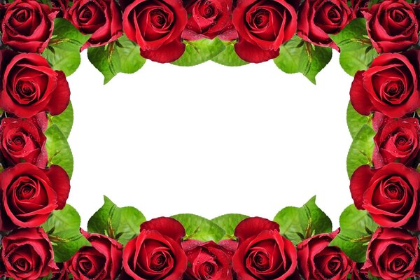 Rahmen aus Rosen mit leerem Hintergrund