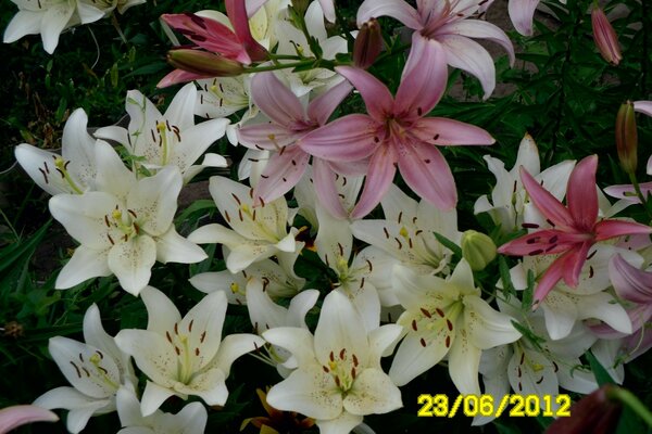 Sommersträuße, Lilien. Taglilie
