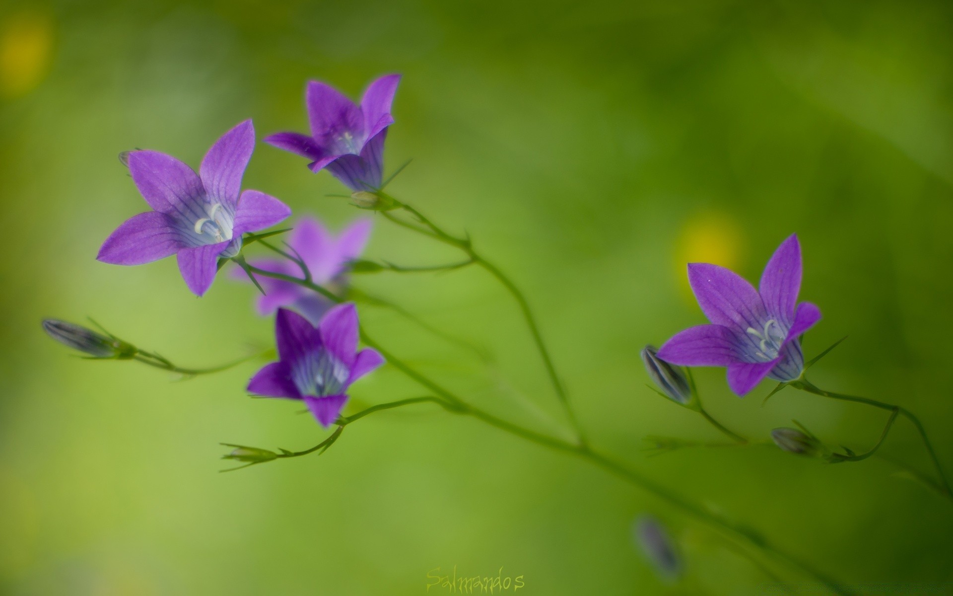 makro blume natur flora blatt sommer garten wachstum sanft violet blütenblatt im freien wild blühen gras blumen unschärfe