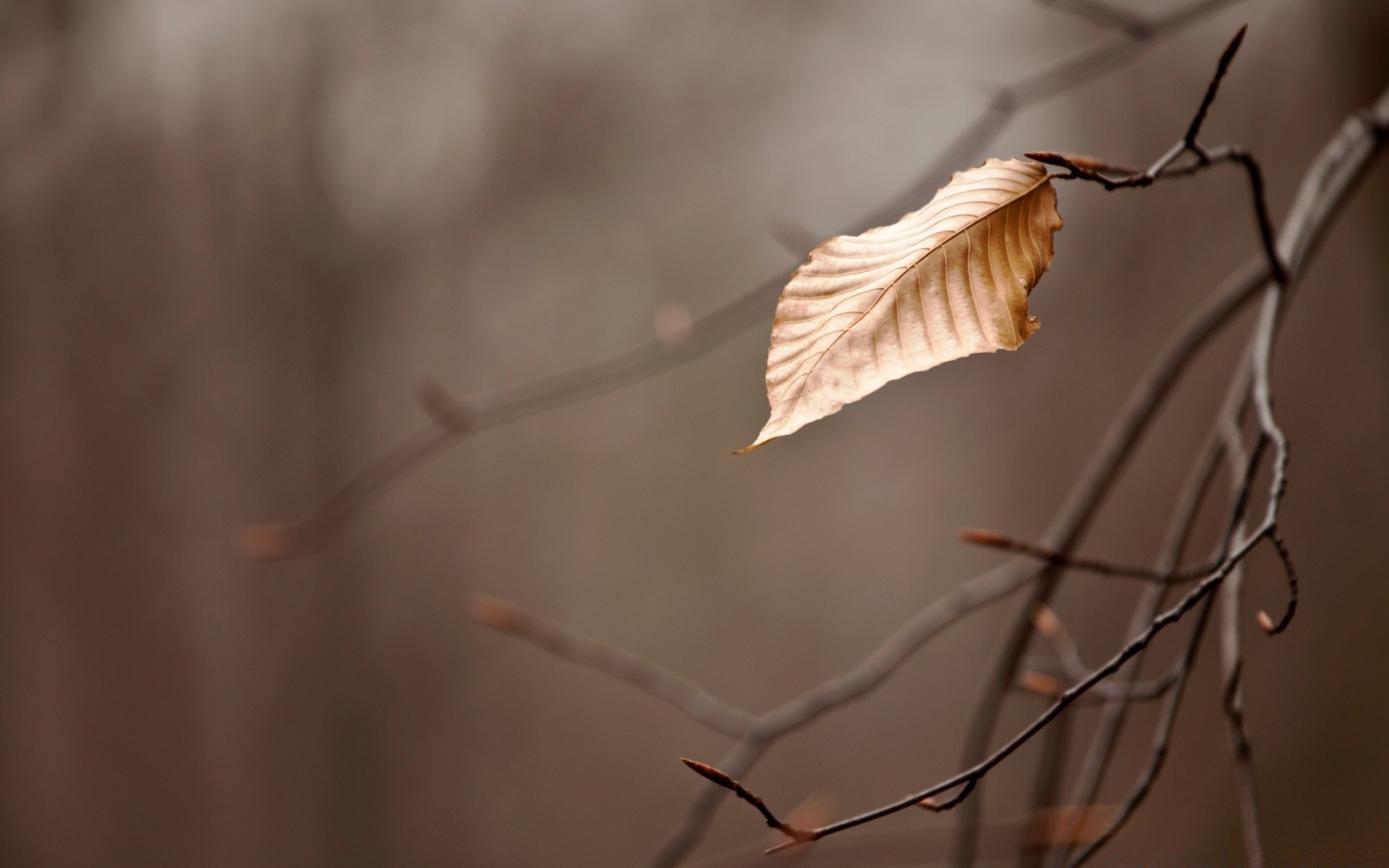 makroaufnahme natur herbst baum blatt unschärfe im freien insekt eins winter hintergrundbeleuchtung licht tageslicht vogel dämmerung