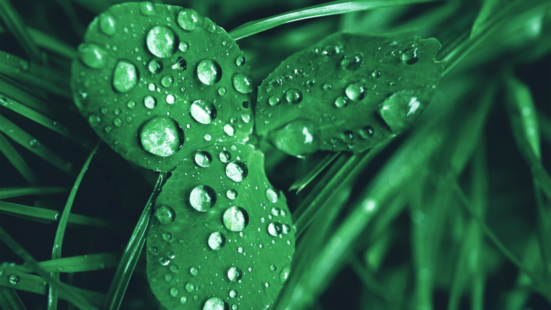 makro regen tau tropfen nass blatt wasser flora tropfen frische natur sauber wachstum medium flüssigkeit sauber