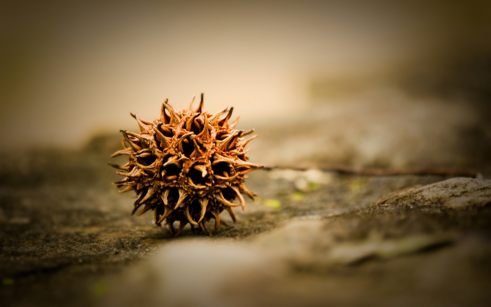 makroaufnahme natur unschärfe herbst trocken blatt im freien holz essen holz winter licht