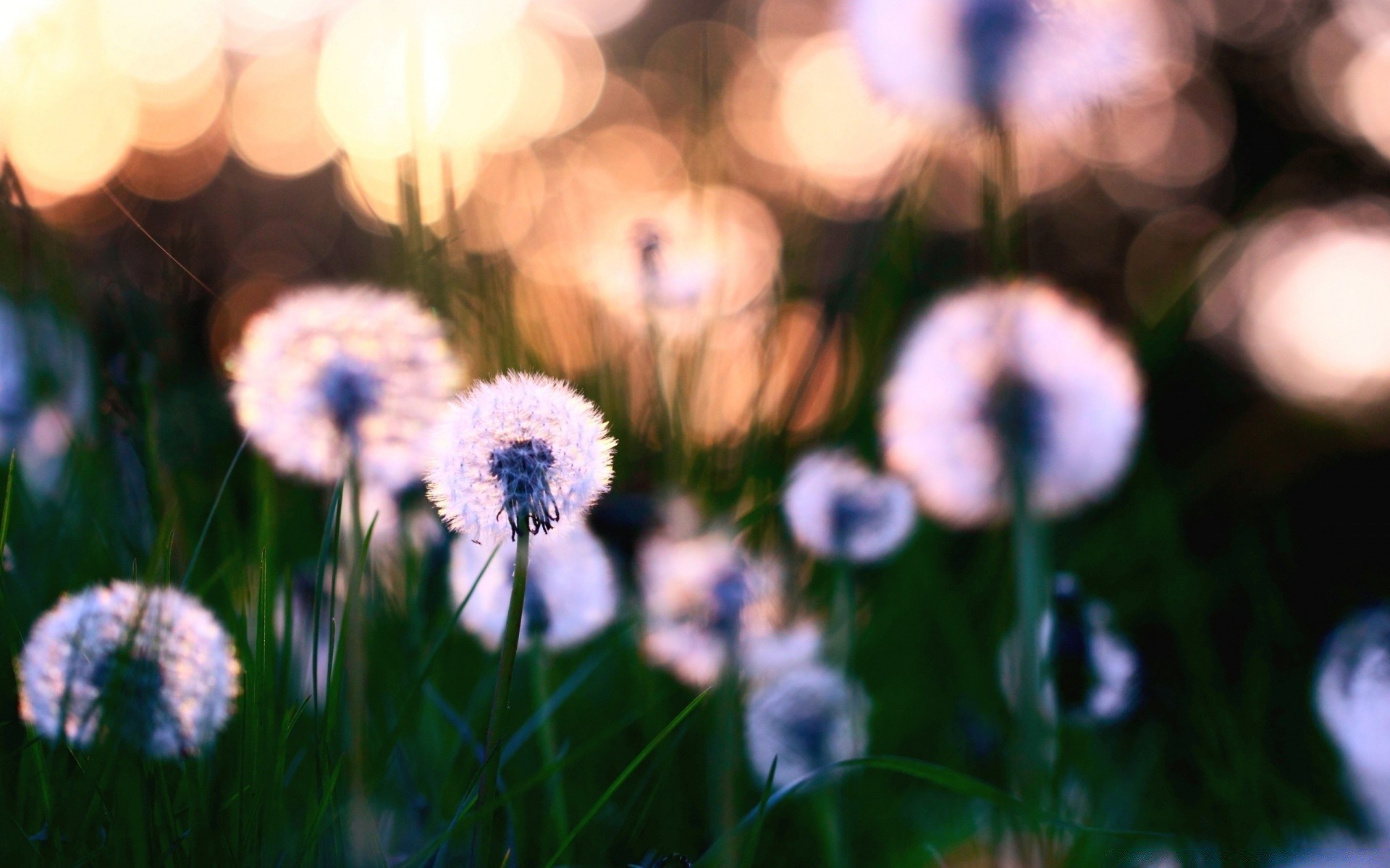makroaufnahme gras blume natur heuhaufen flora feld garten sommer im freien farbe hell blatt unschärfe gutes wetter
