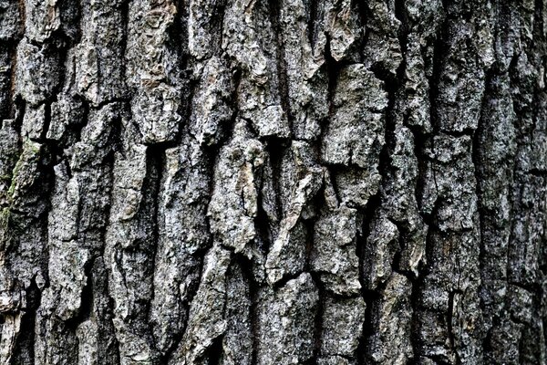 Die Rinde eines Baumes. Makro-Kamera. Wald. Die Natur