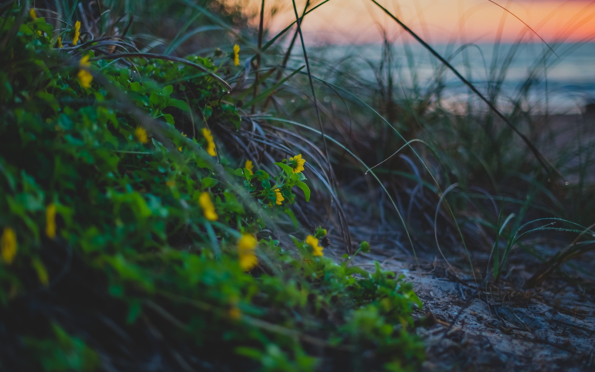 makroaufnahme natur gras im freien flora landschaft desktop holz wasser blatt dämmerung blume umwelt farbe licht garten baum wachstum gutes wetter sommer
