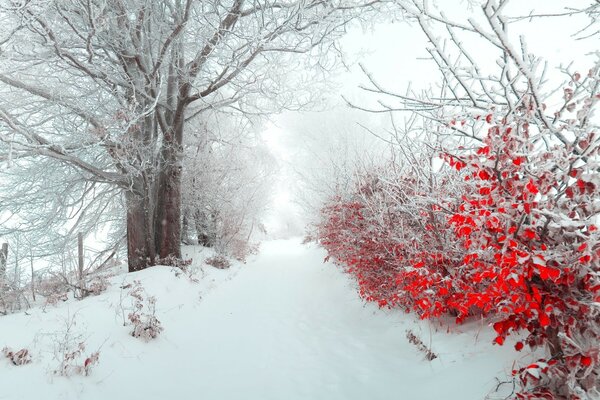 Das Laub brennt auf dem weißen Wintermantel