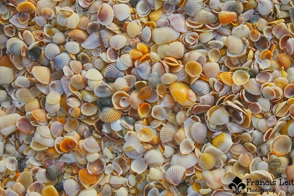 Textur aus kleinen, bunten Muscheln
