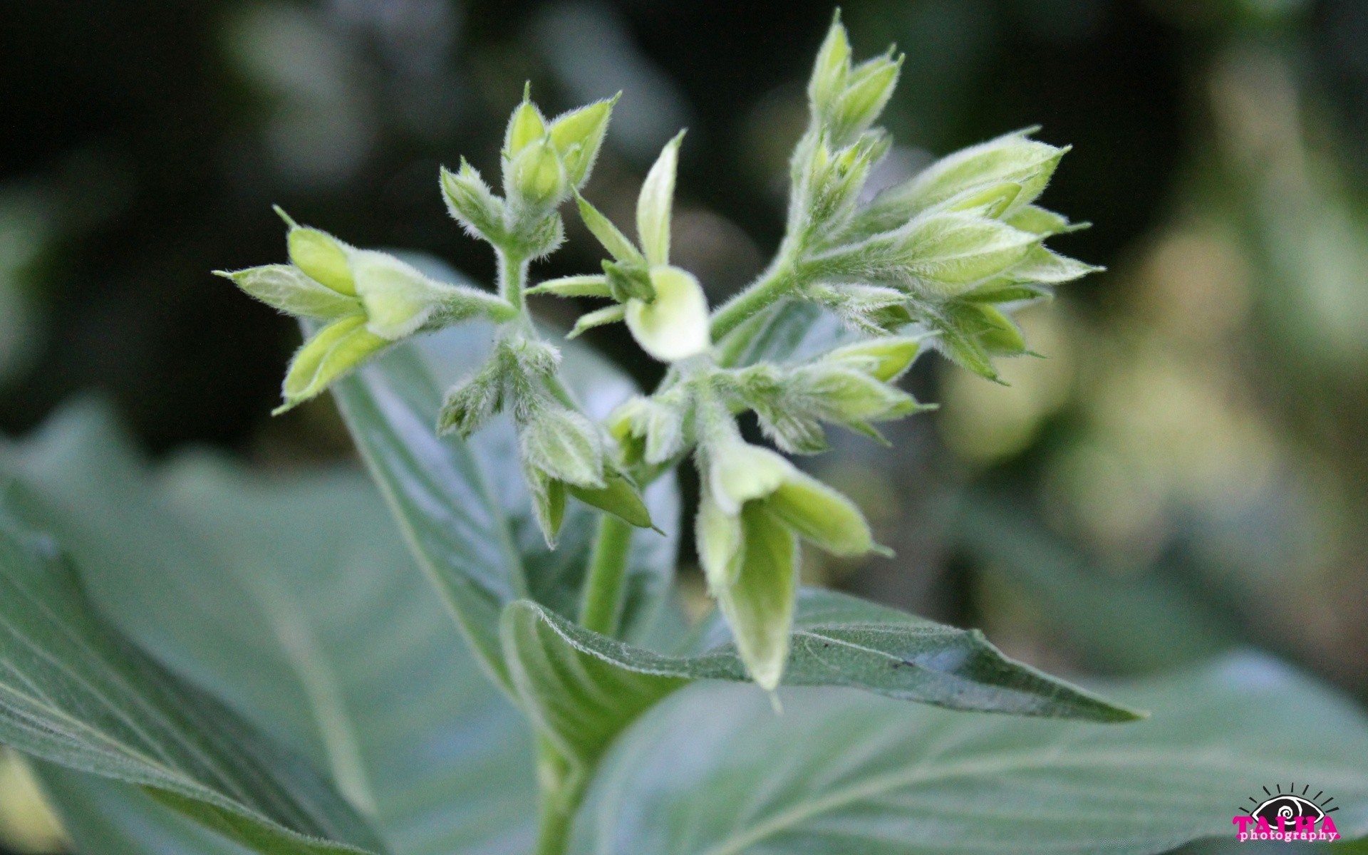 makroaufnahme blatt natur wachstum im freien flora landwirtschaft sommer essen gemüse garten blume frische