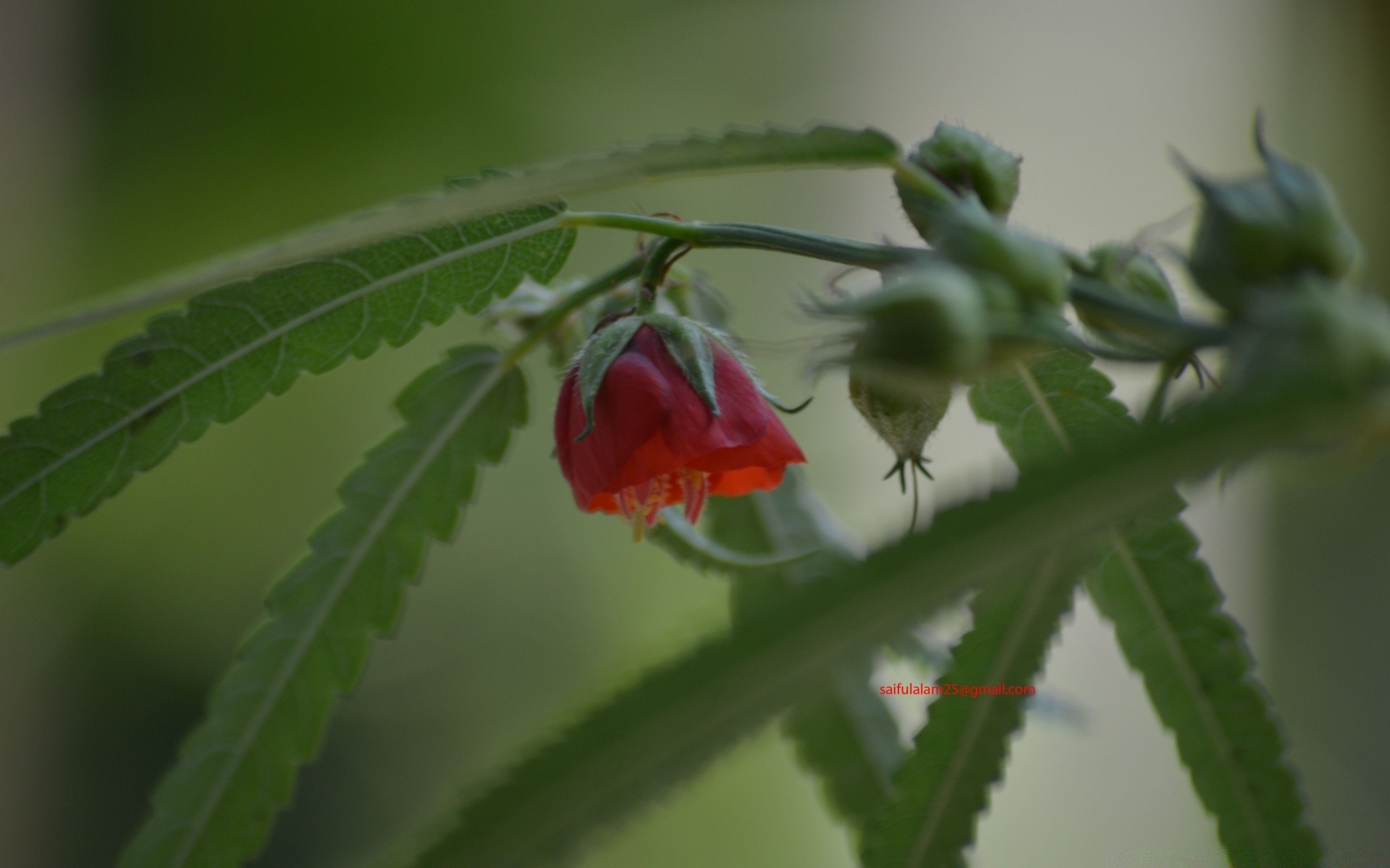 makroaufnahme blatt natur blume flora garten im freien schale schließen farbe