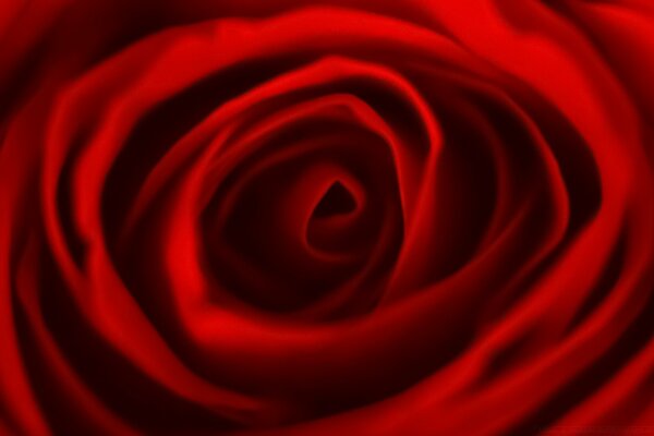 Der Stoff ist rot in Form einer Rose