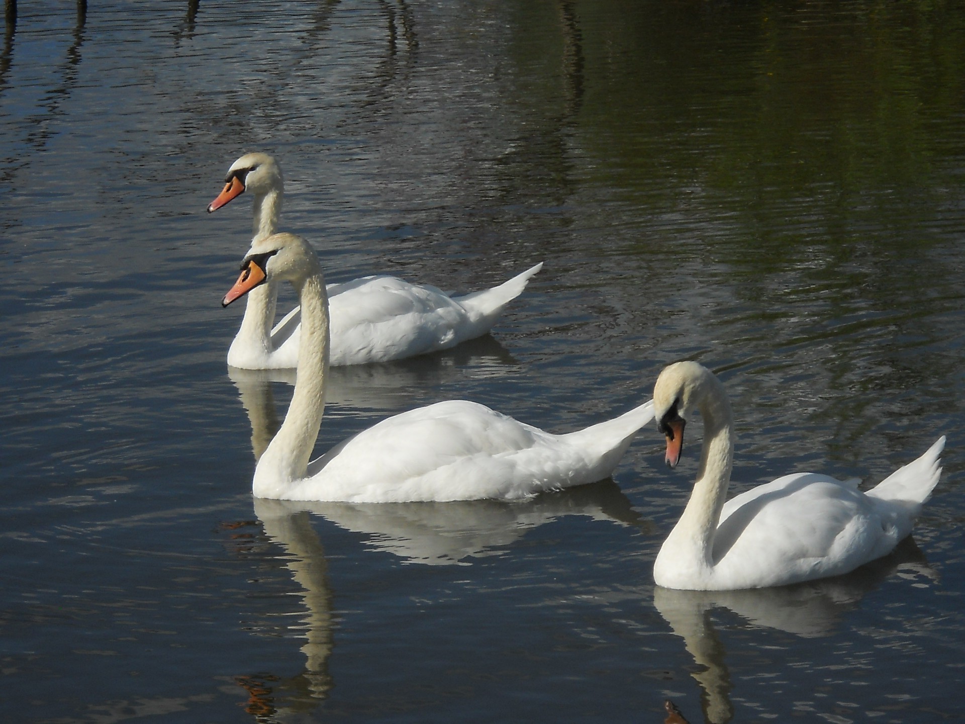 schwan vogel wasser see wasservögel gans ente schwimmen stumm pool reflexion tierwelt vögel natur feder hals fluss tier