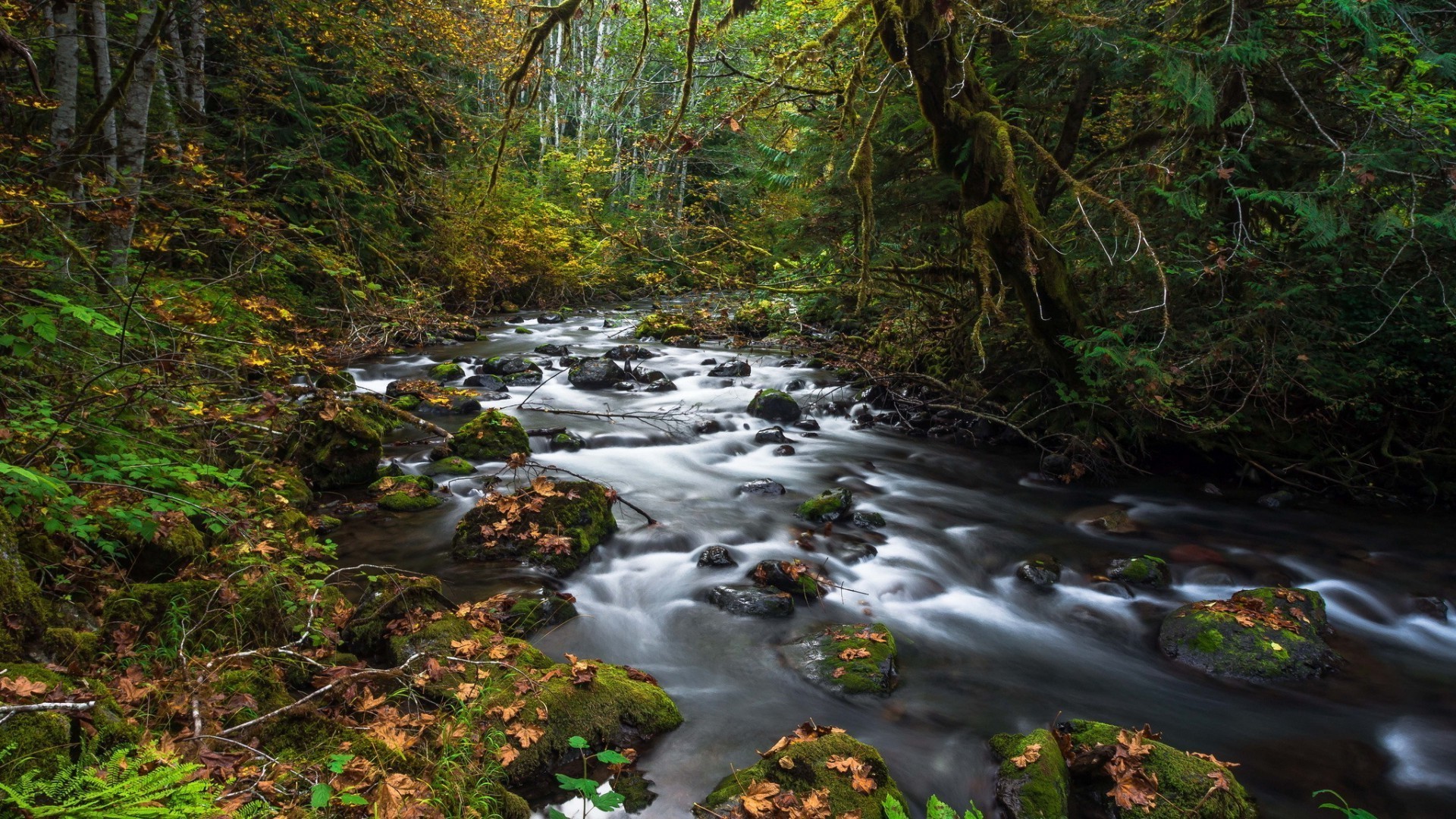 herbst wasser holz fluss fluss blatt natur landschaft wasserfall schrei baum moos im freien rock reisen park fluss berge rapids
