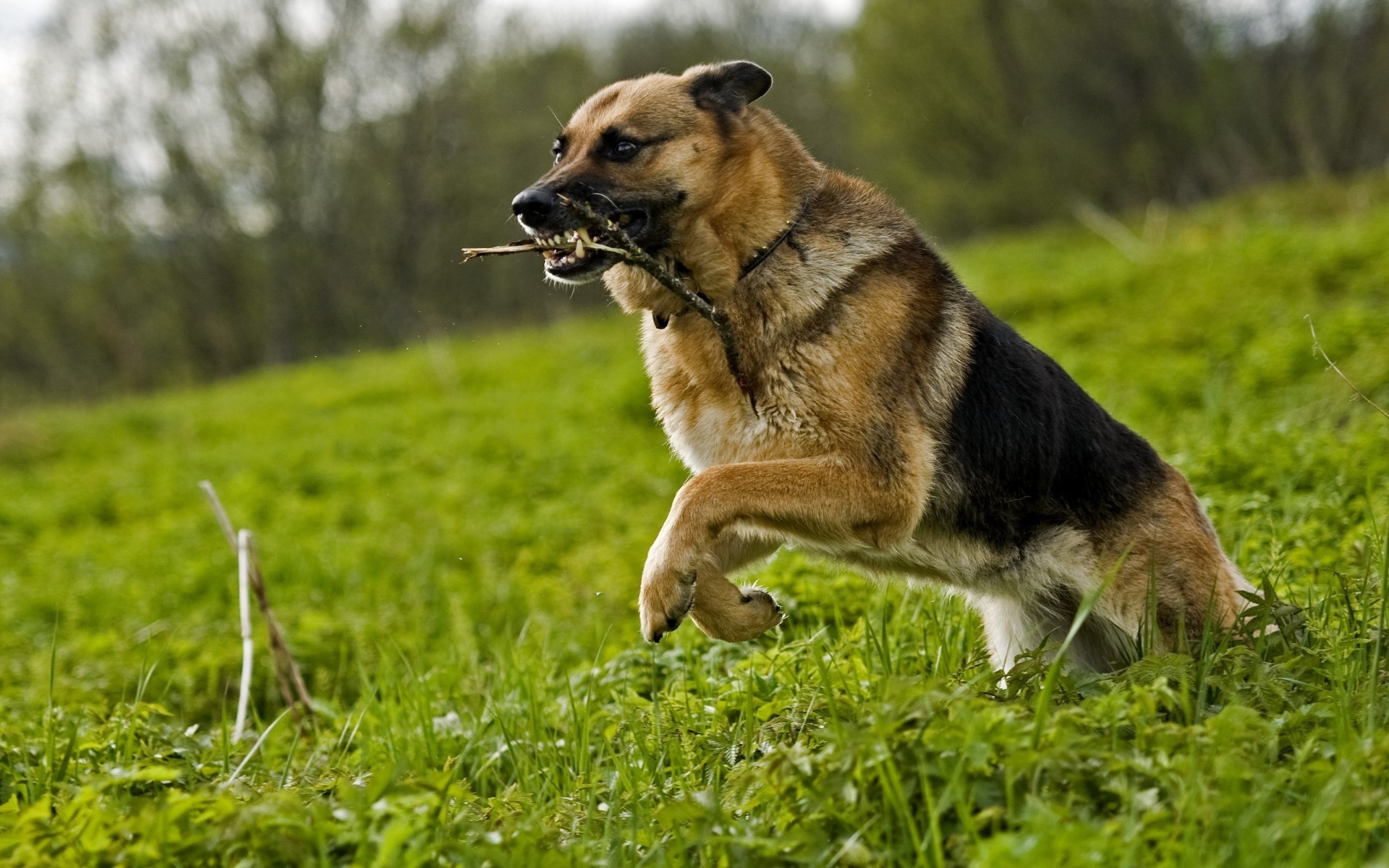 hund gras hundespezialist säugetier tier haustier niedlich welpe heuhaufen natur wenig porträt rasse