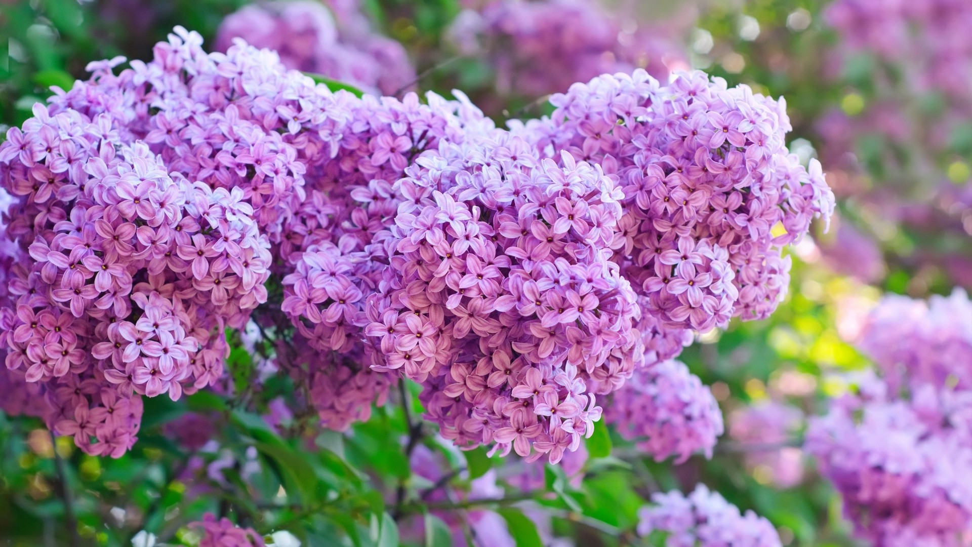 blume flora natur garten strauch blühen sommer blatt lavendel blumen wachstum farbe saison blütenblatt hell zweig baum botanisch im freien