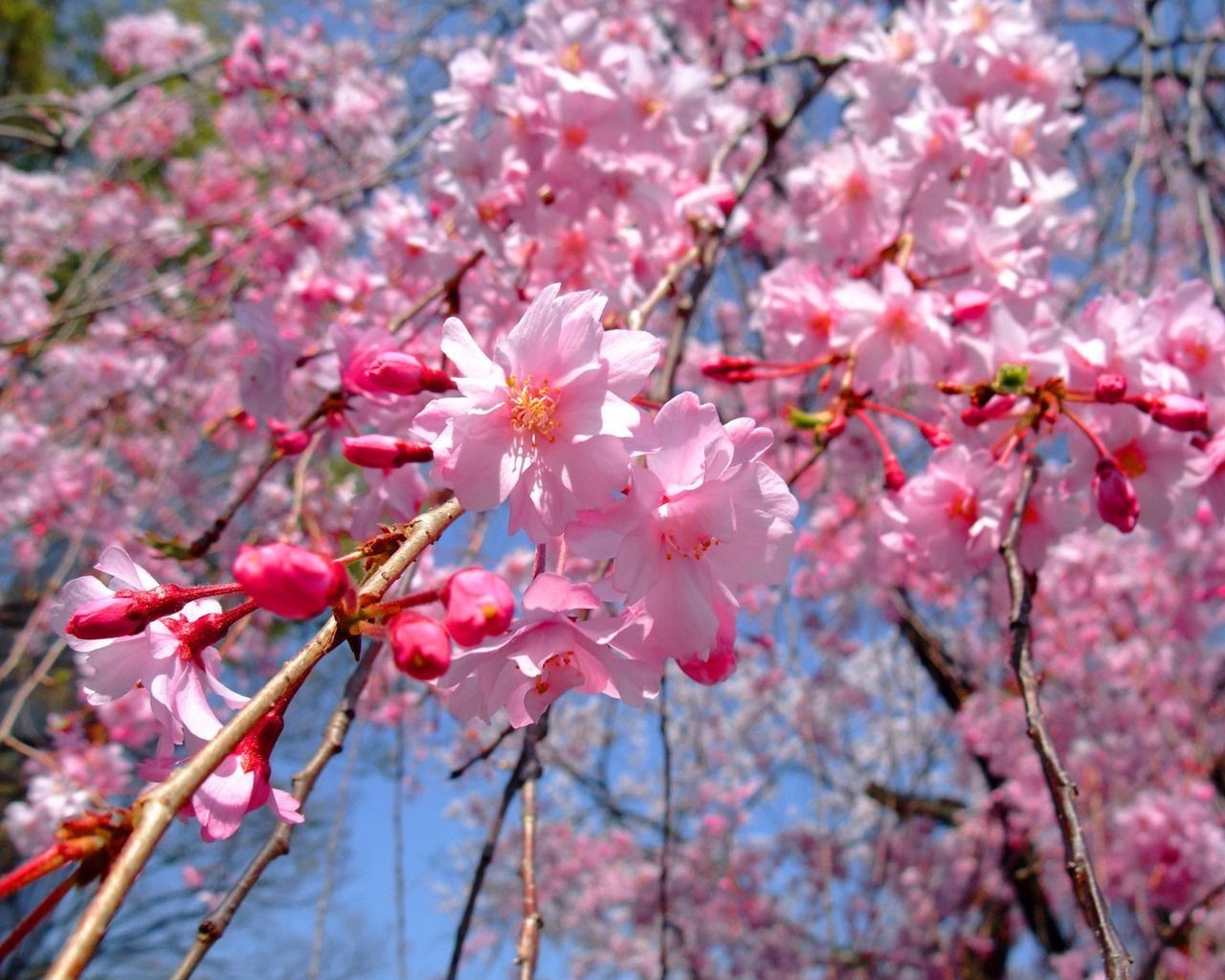 kirsche blume zweig baum flora natur saison blühen garten wachstum blütenblatt blatt frühling kumpel im freien park farbe hell blumen